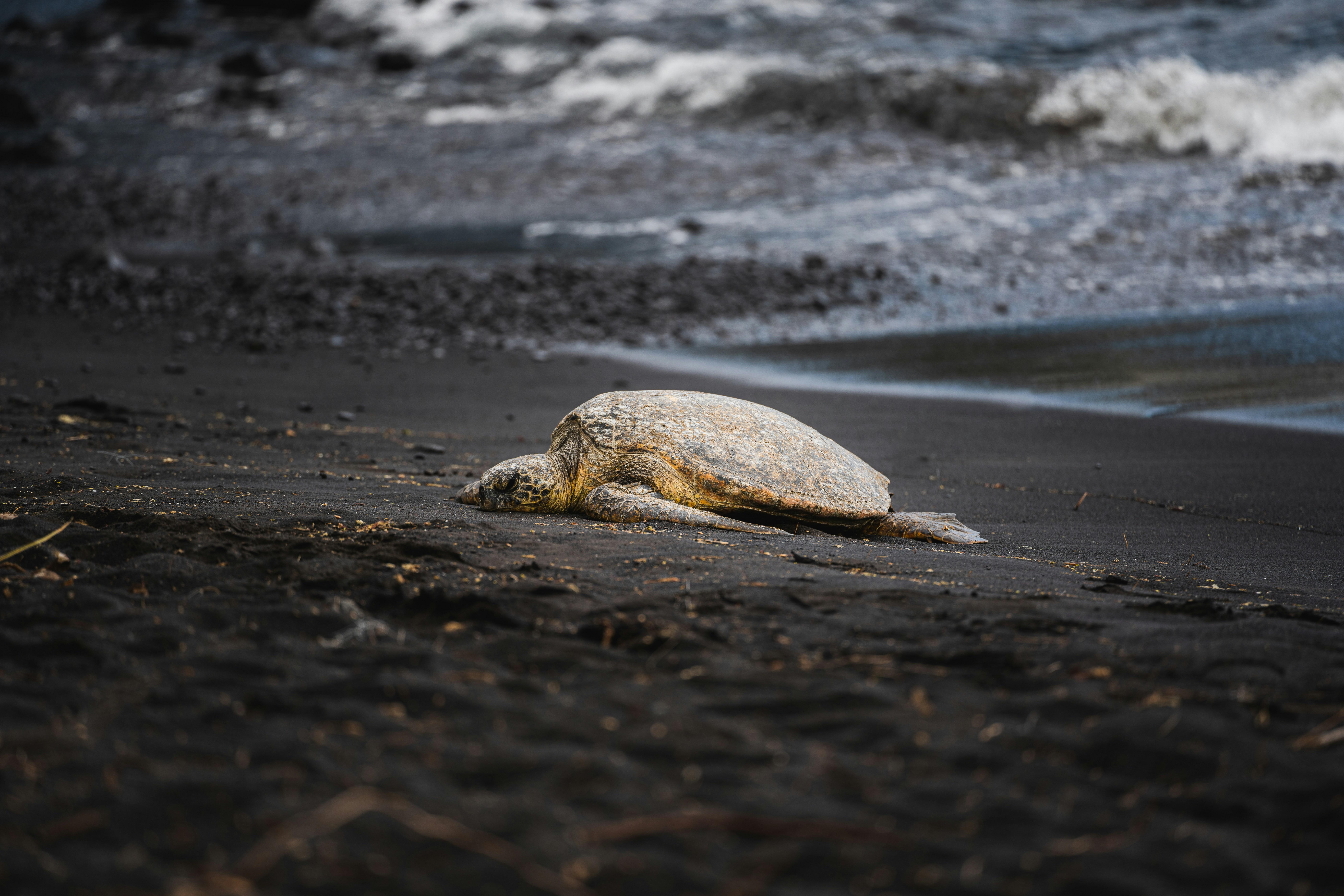 Tortuguero Night Beach Walk: Green Sea Turtle Nesting Experience
