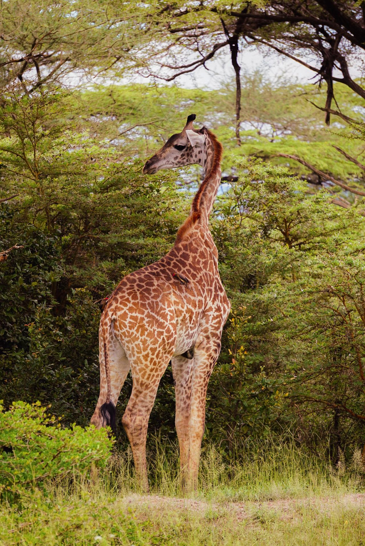 Zanzibar to Selous: Full-Day Safari with Bush Lunch (+ 2-Day Option)