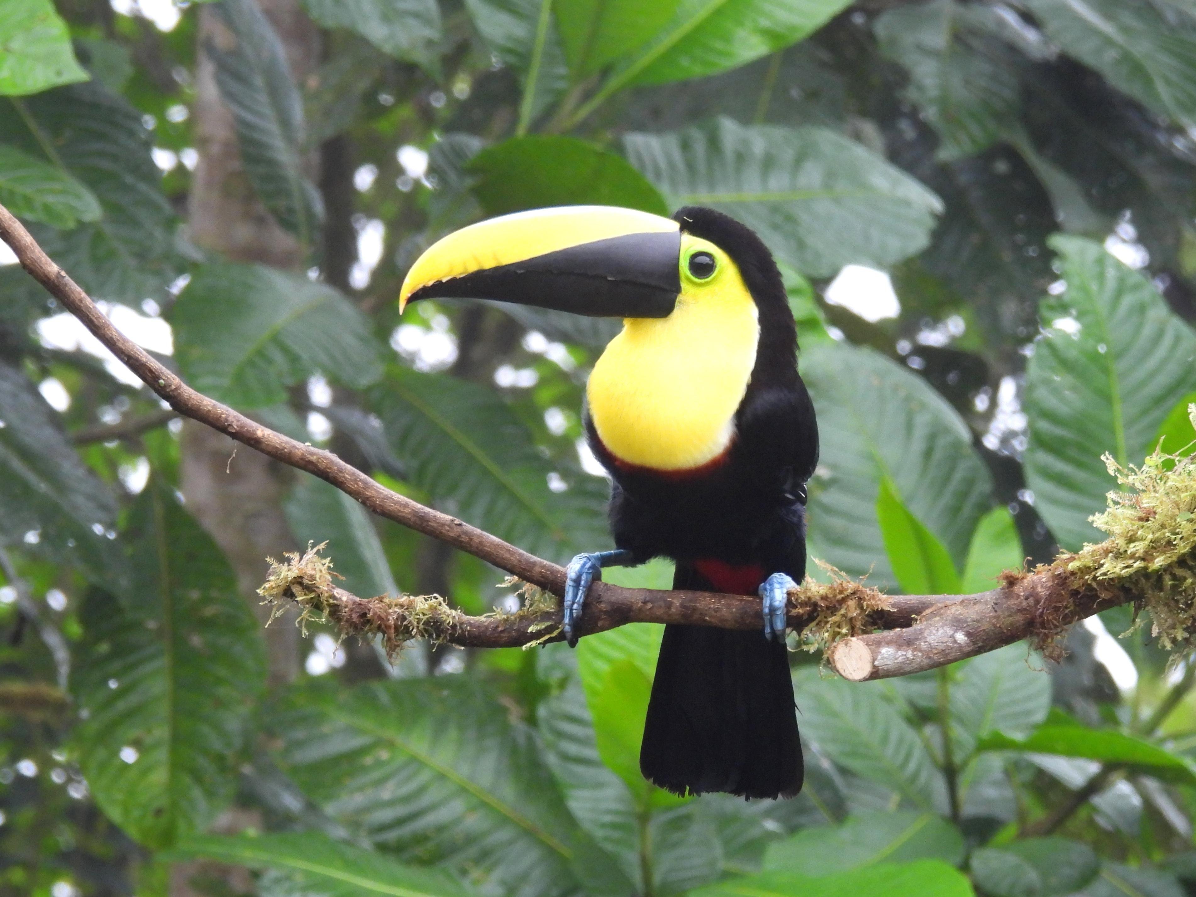 Private Mindo Cloud Forest & Chocolate Adventure