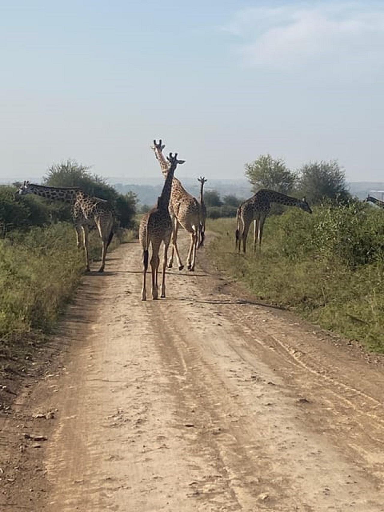 Nairobi Wildlife & History Day Tour