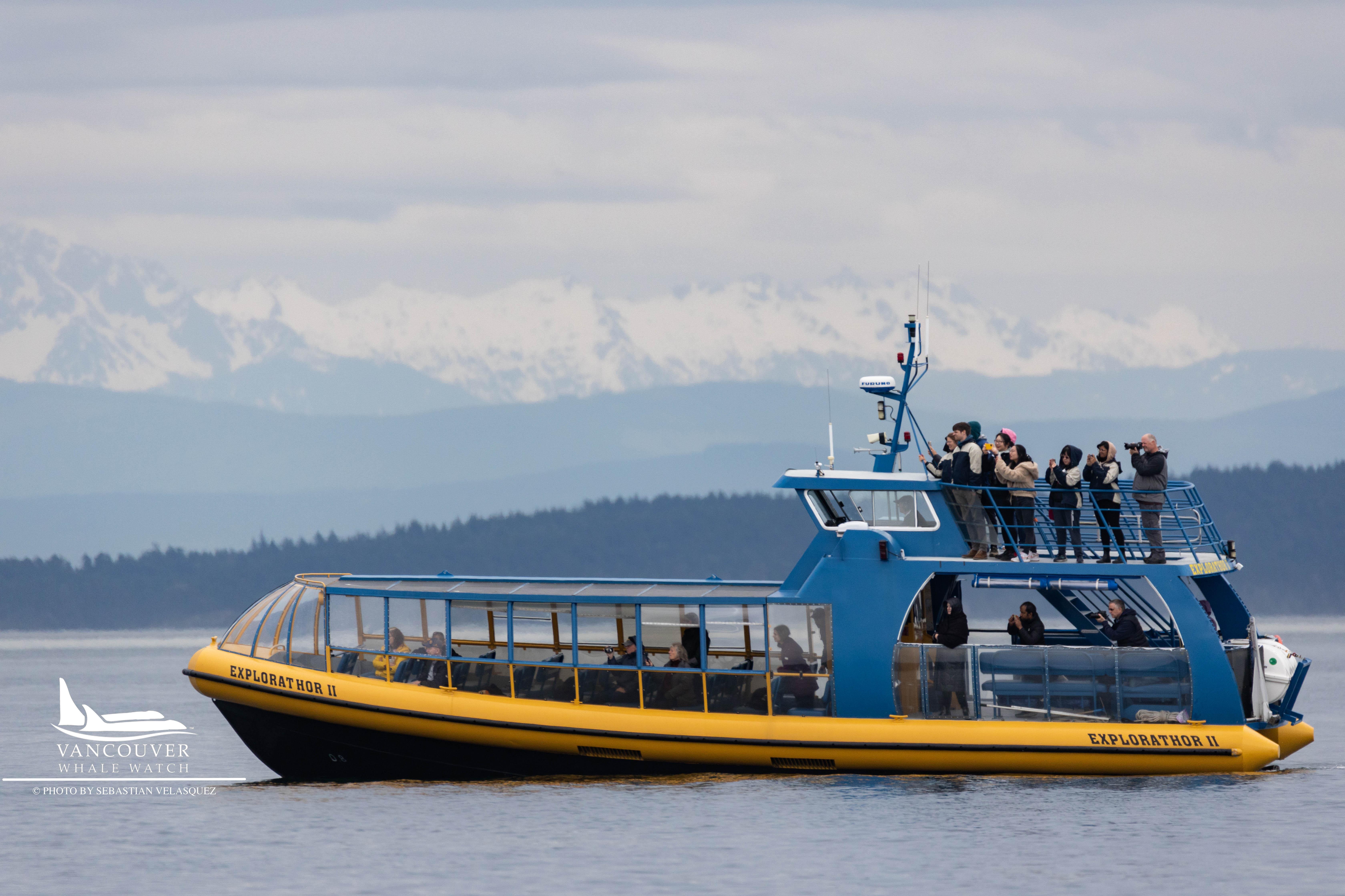 Vancouver Whale Watch Large Zodiac tour with Guide