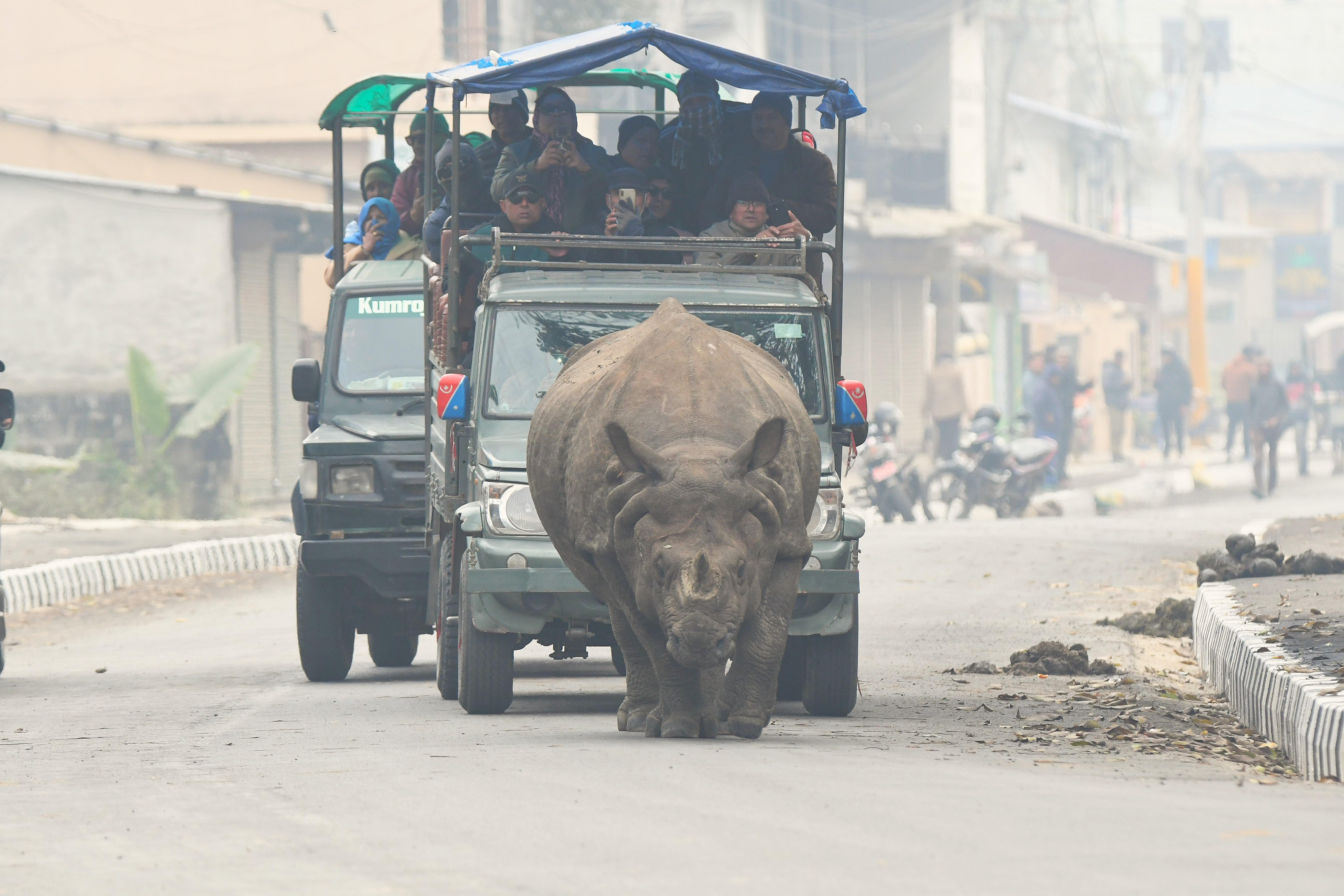 3-Day Chitwan National Park Wildlife Safari from Kathmandu or Pokhara