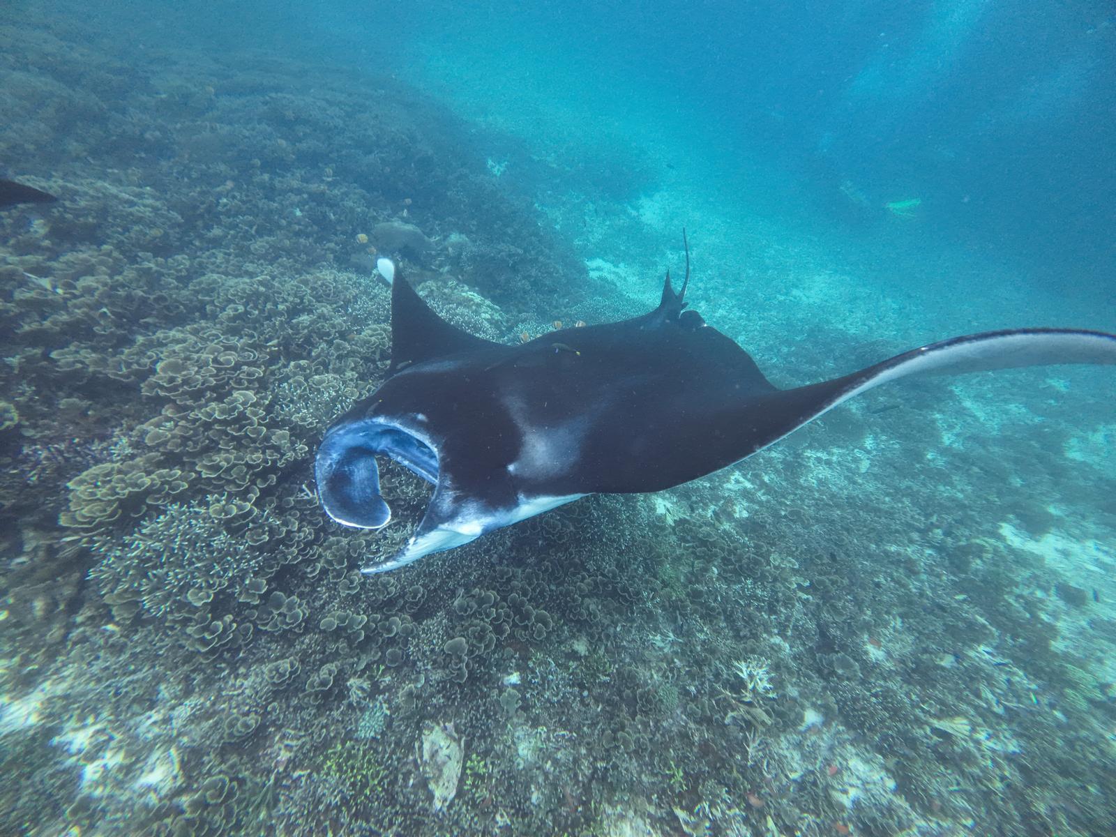 Labuan Bajo: Full-Day Komodo National Park Explorer