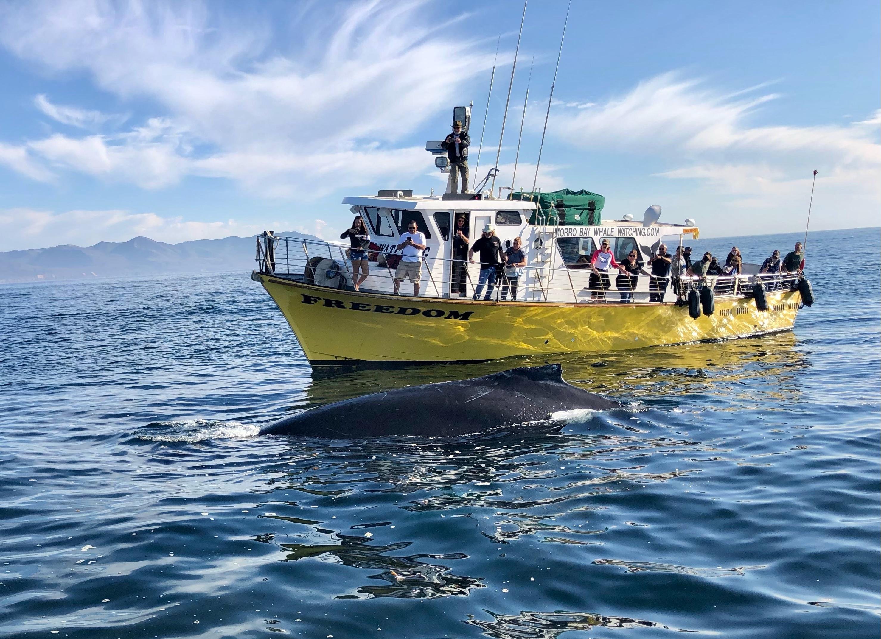 Morro Bay Marine Life & Whale Watching Cruise