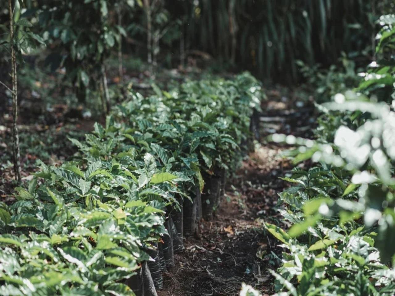 Monteverde 4-in-1: Coffee, Tastings & Night Forest Walk