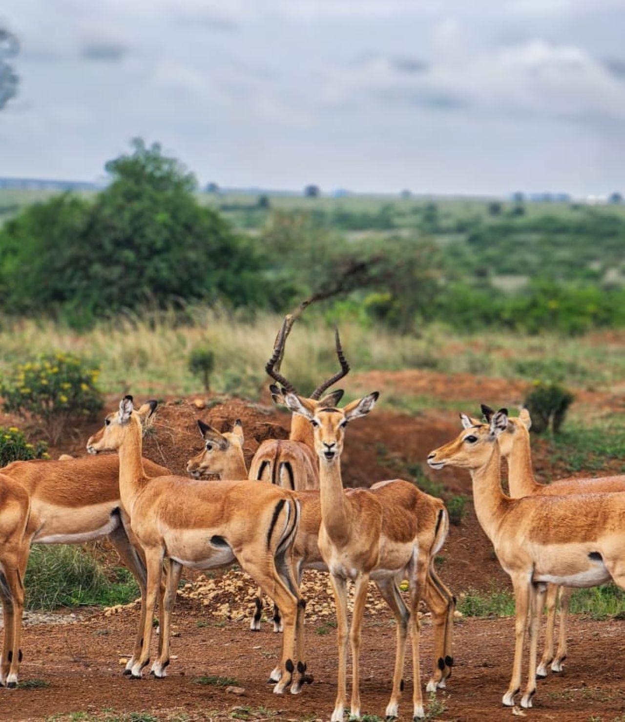 3-Day Maasai Mara Shared Jeep Safari from Nairobi