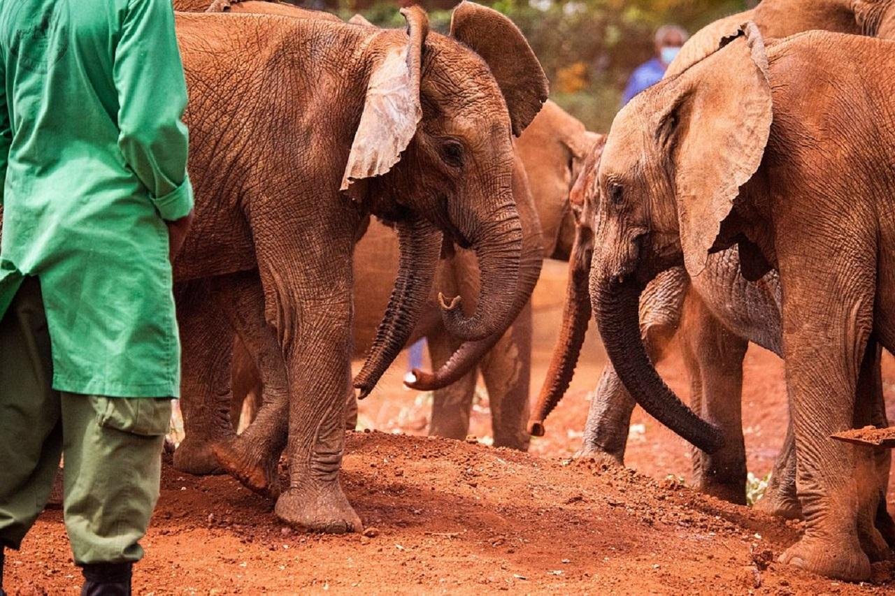 Nairobi Wildlife & History Day Tour