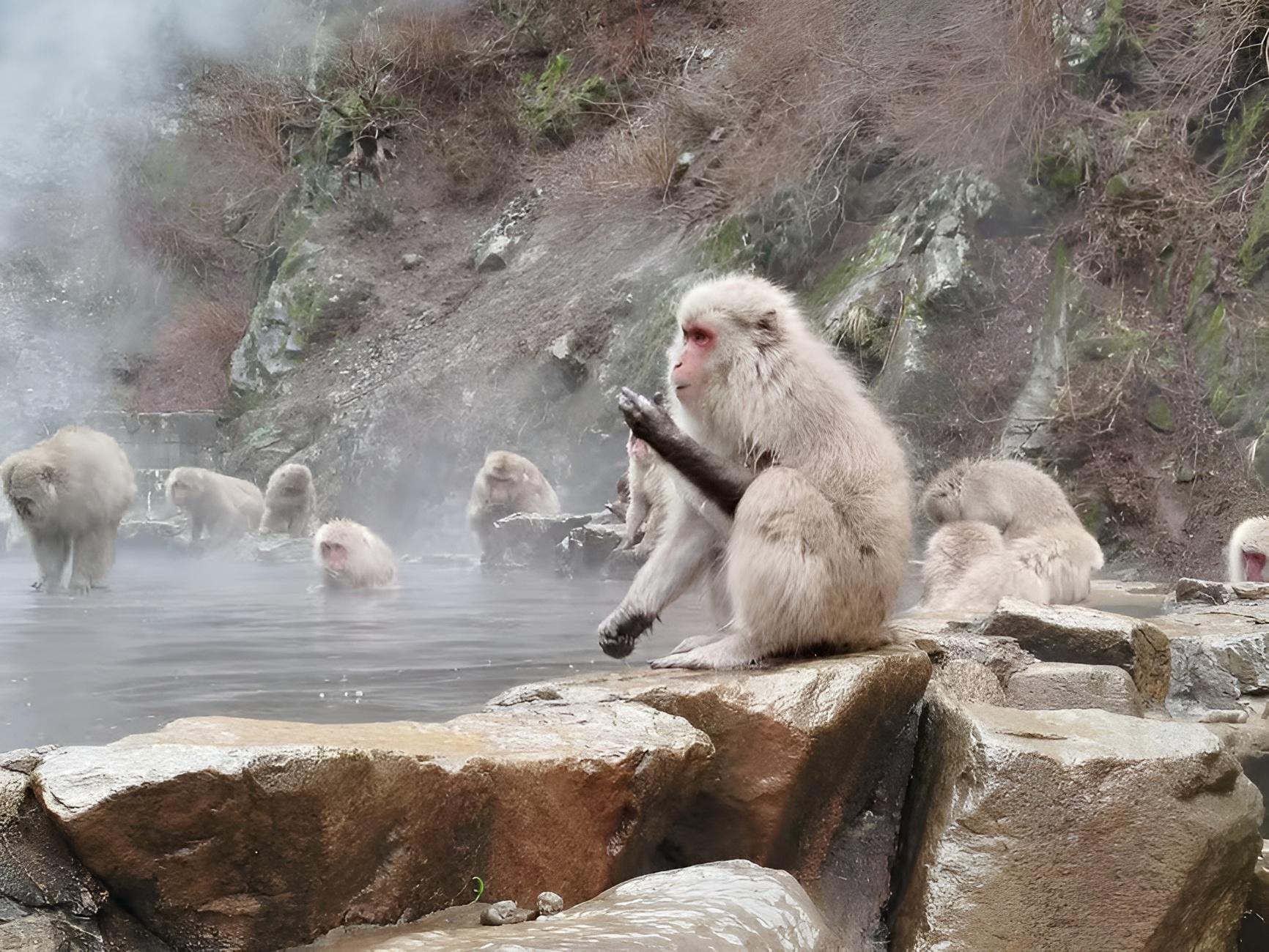 Tokyo to Nagano: Private Snow Monkeys & Zenko-ji Day Trip