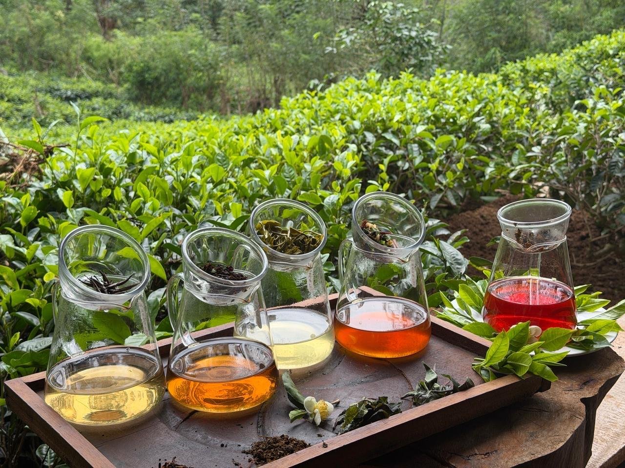 Ella: Hands-On Tea Crafting and Tasting Experience