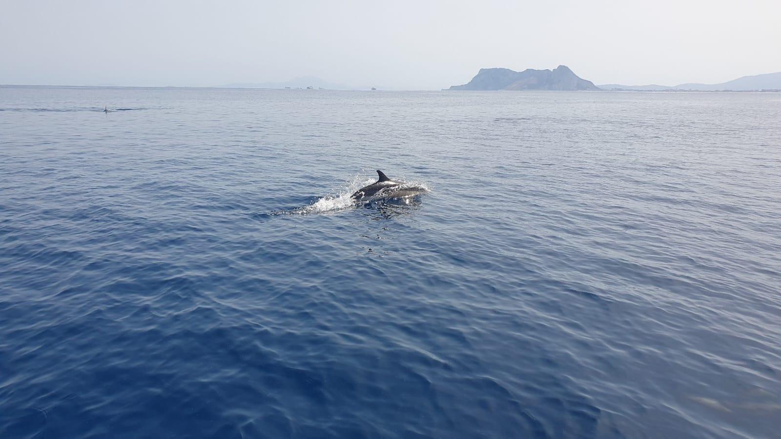 Sotogrande Dolphin Watching on Eco-Friendly Hybrid Vessel