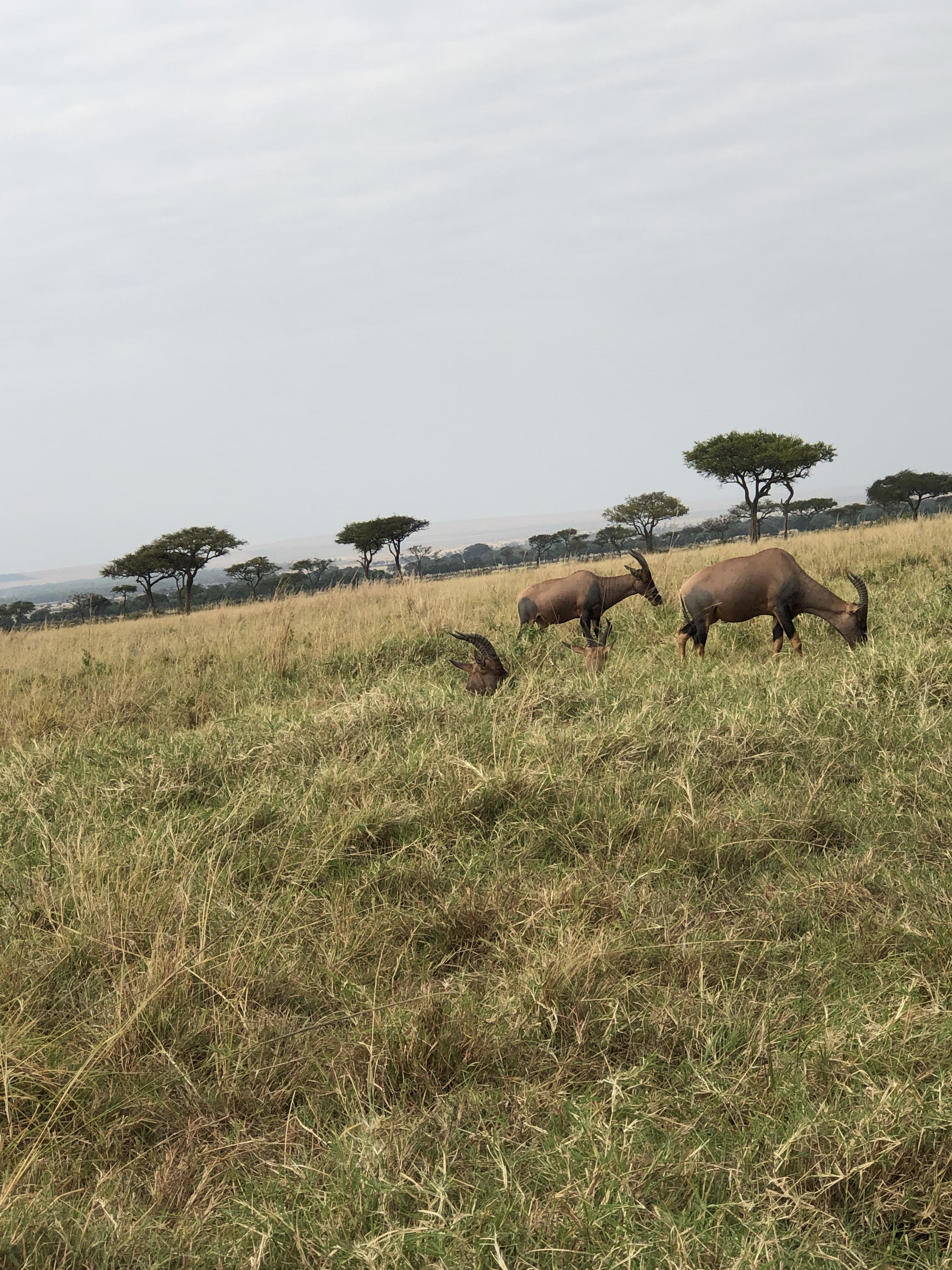 Maasai Mara Express: 1-Day Safari from Nairobi