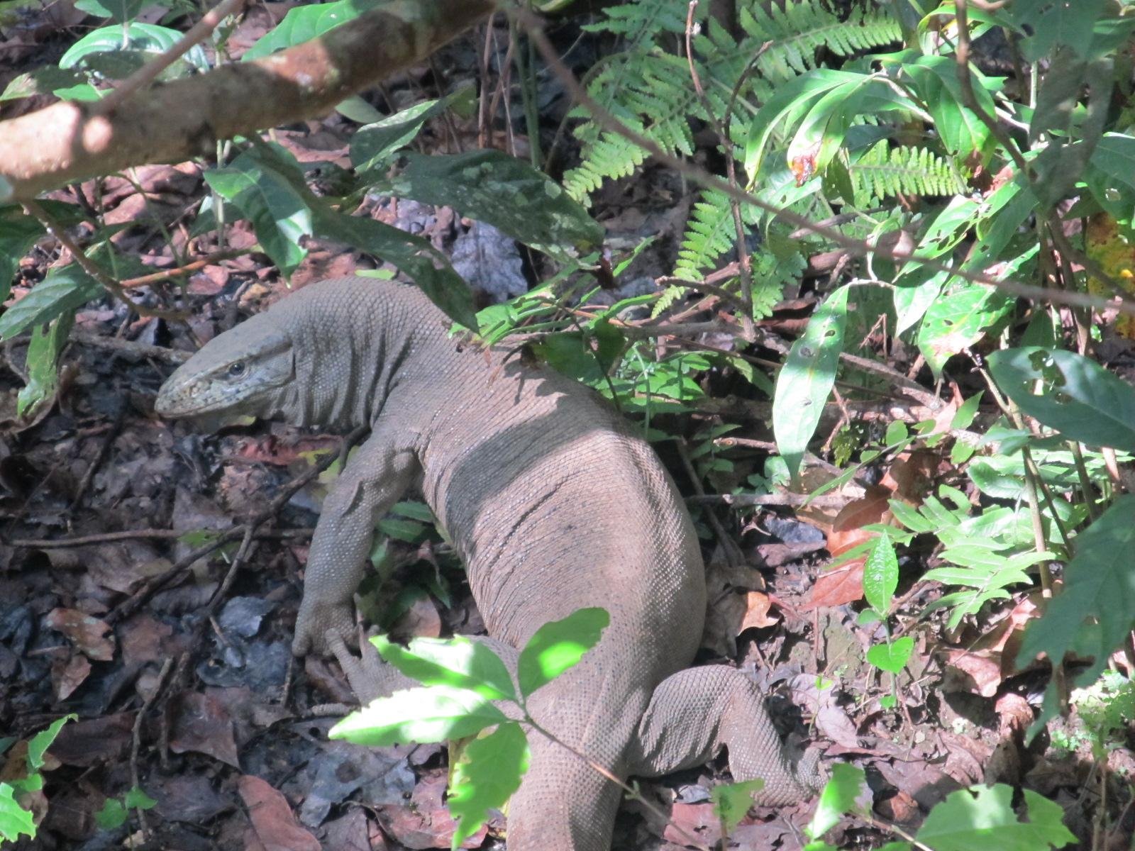 3-Day All-Inclusive Chitwan National Park Safari