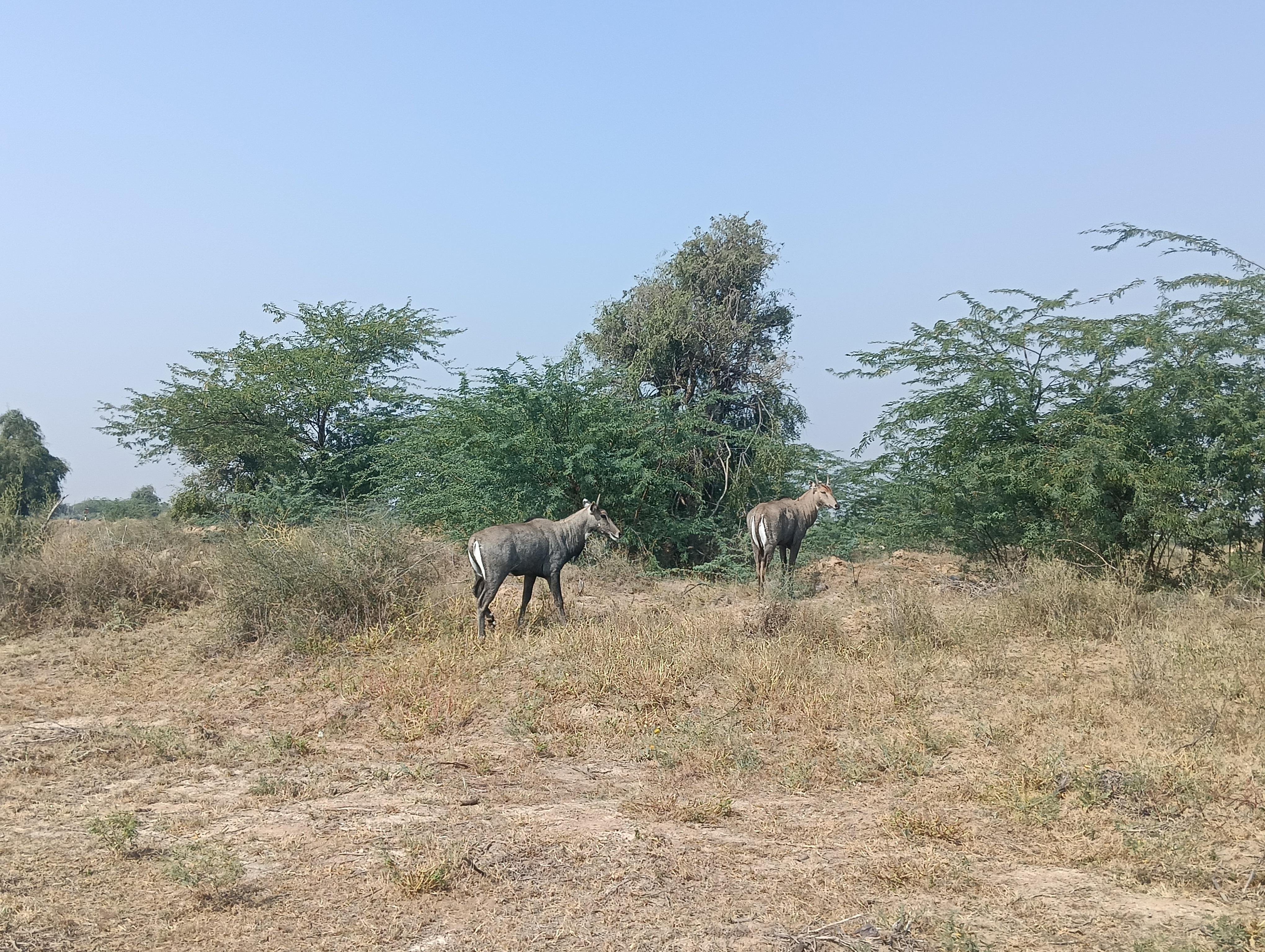 Bishnoi Village Cultural Jeep Safari