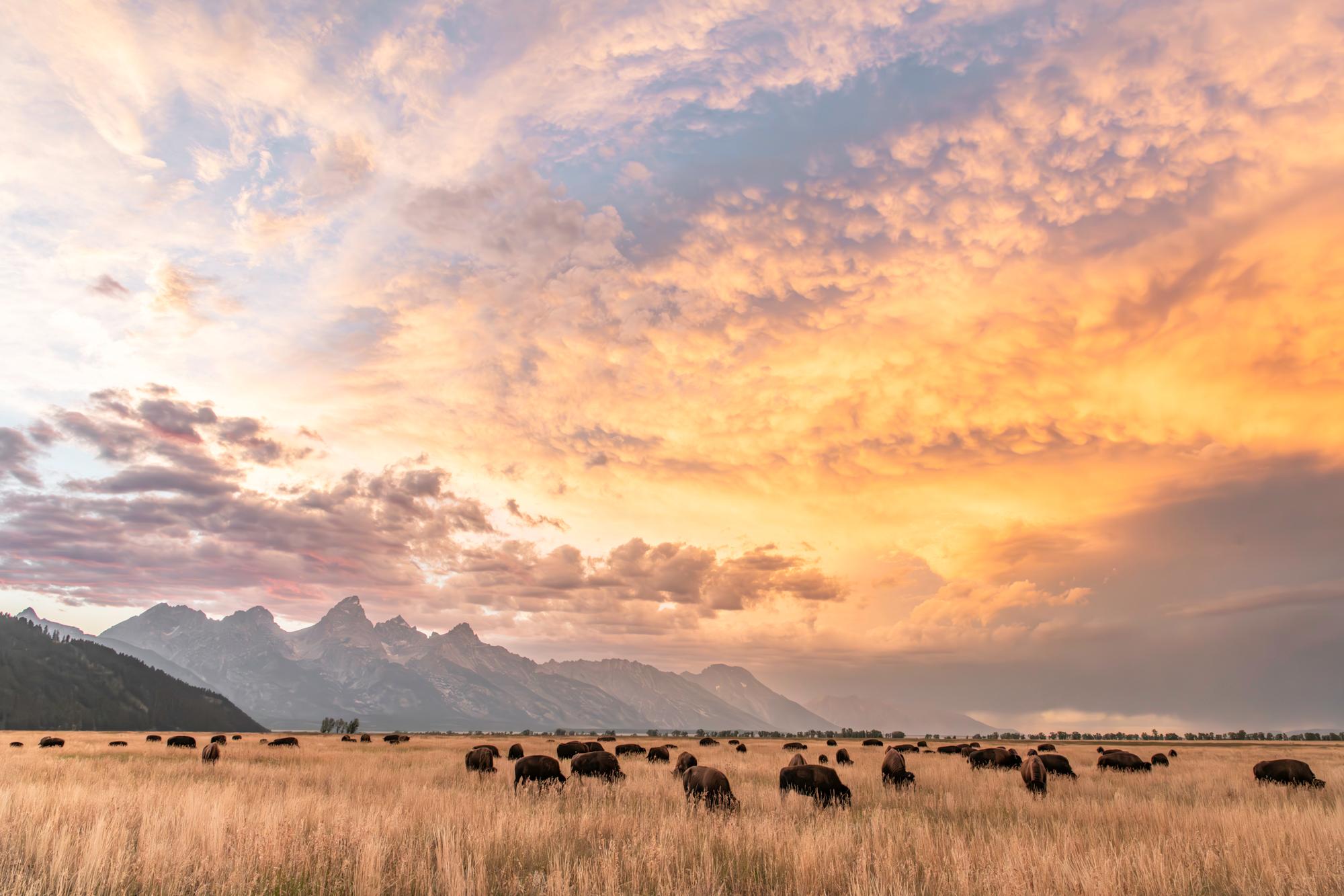 Private Grand Teton Dawn Wildlife Safari & Gourmet Breakfast
