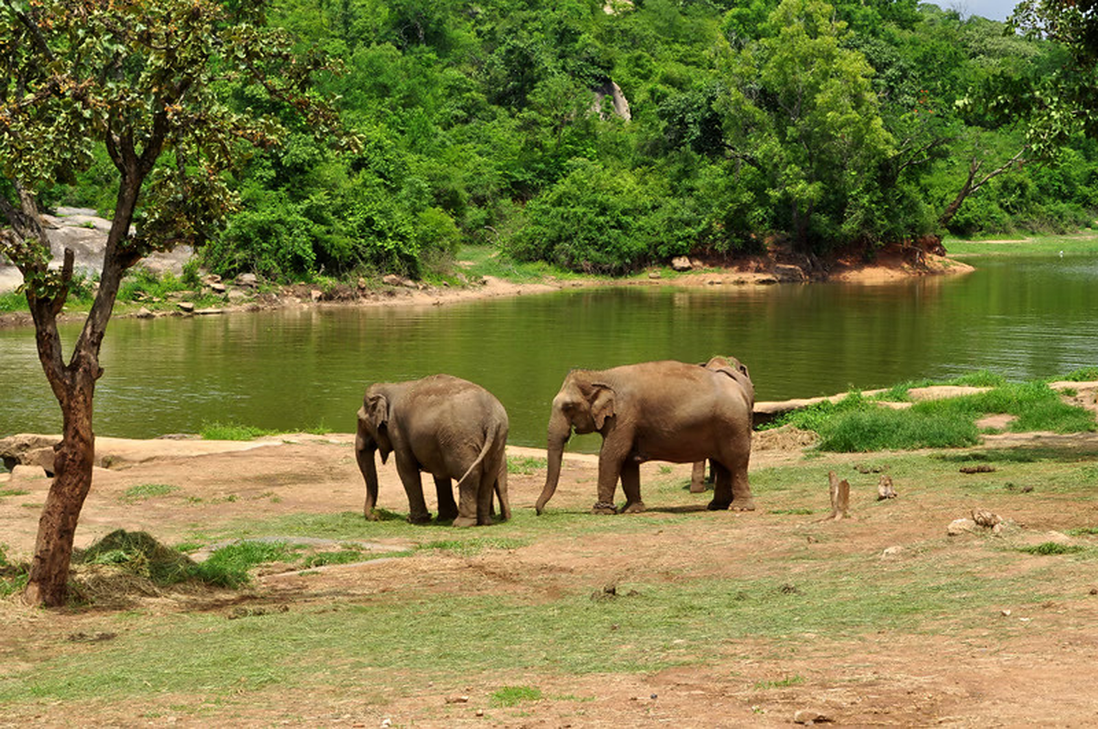 Bannerghatta Wildlife & Bangalore Heritage Private Tour