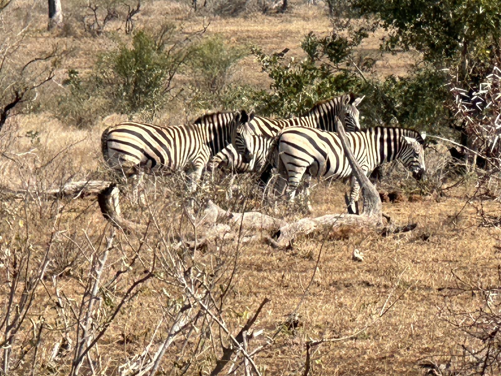 Cape Town: Big Five Sunset Safari at Aquila Game Reserve