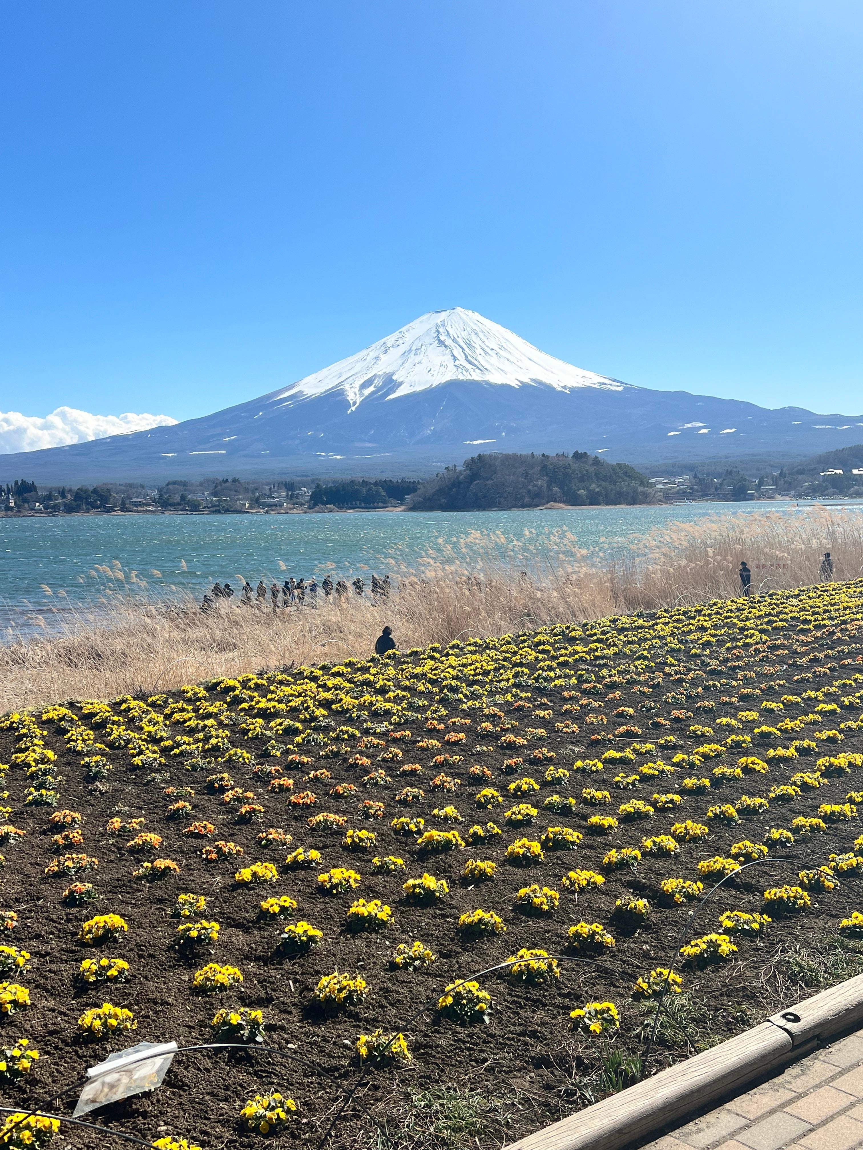 Mount Fuji & Hakone Private Full-Day Tour from Tokyo