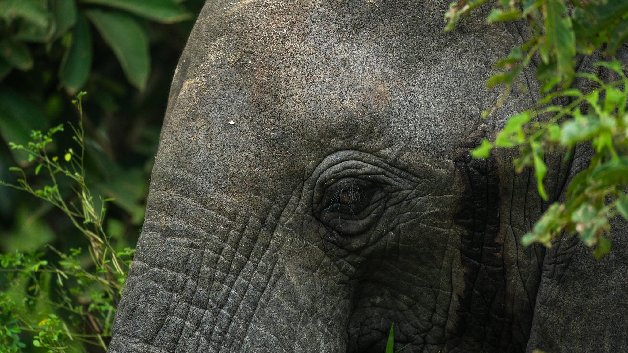 Zanzibar to Selous: Full-Day Safari with Bush Lunch (+ 2-Day Option)