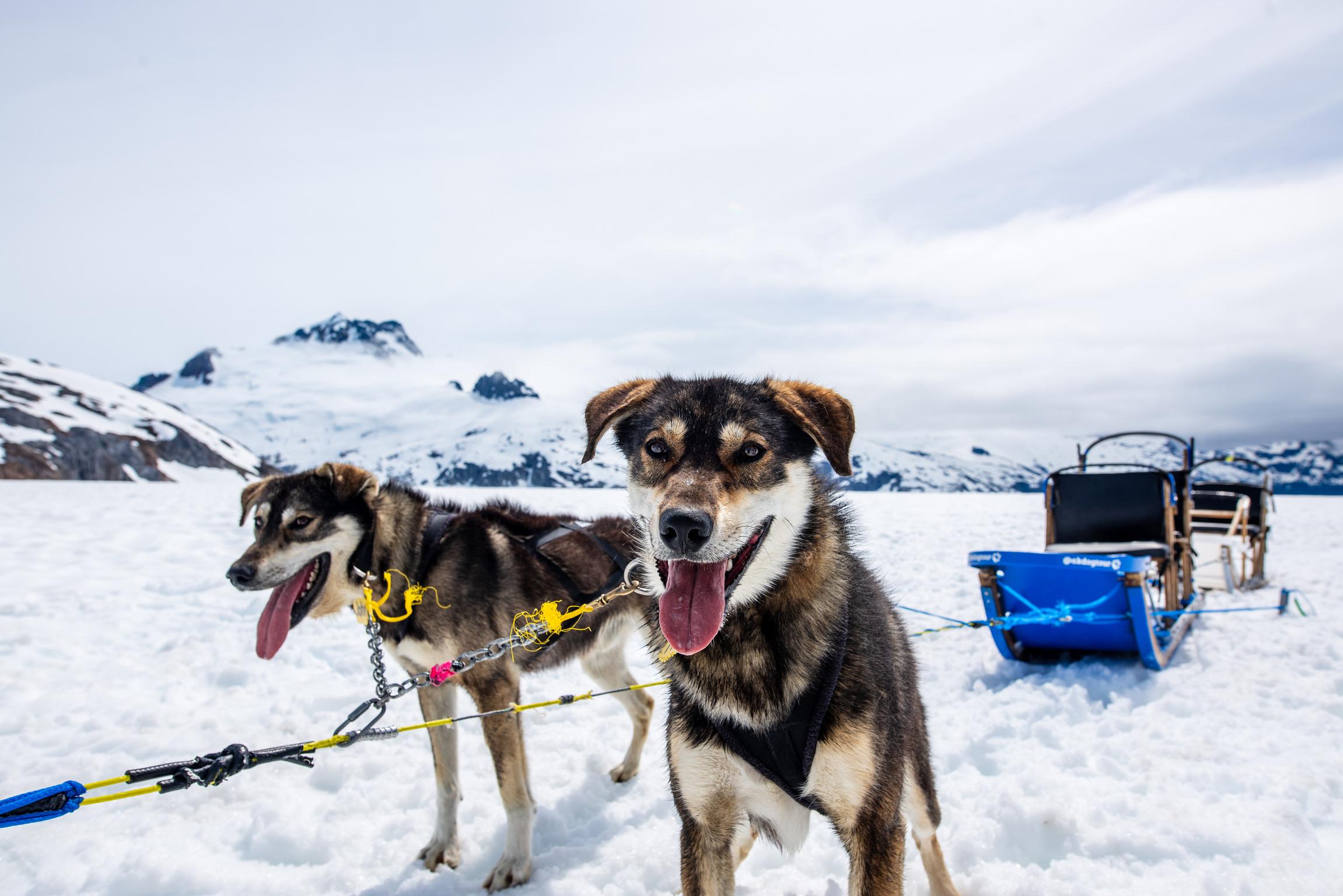 dog sledding in Juneau — photo 2