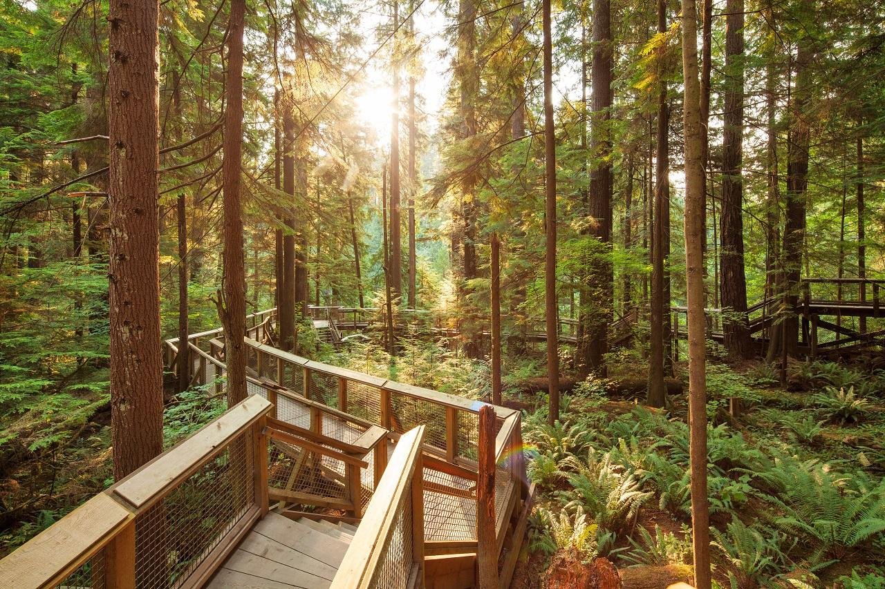 Vancouver Highlights: Capilano Suspension Bridge & Lookout Tour