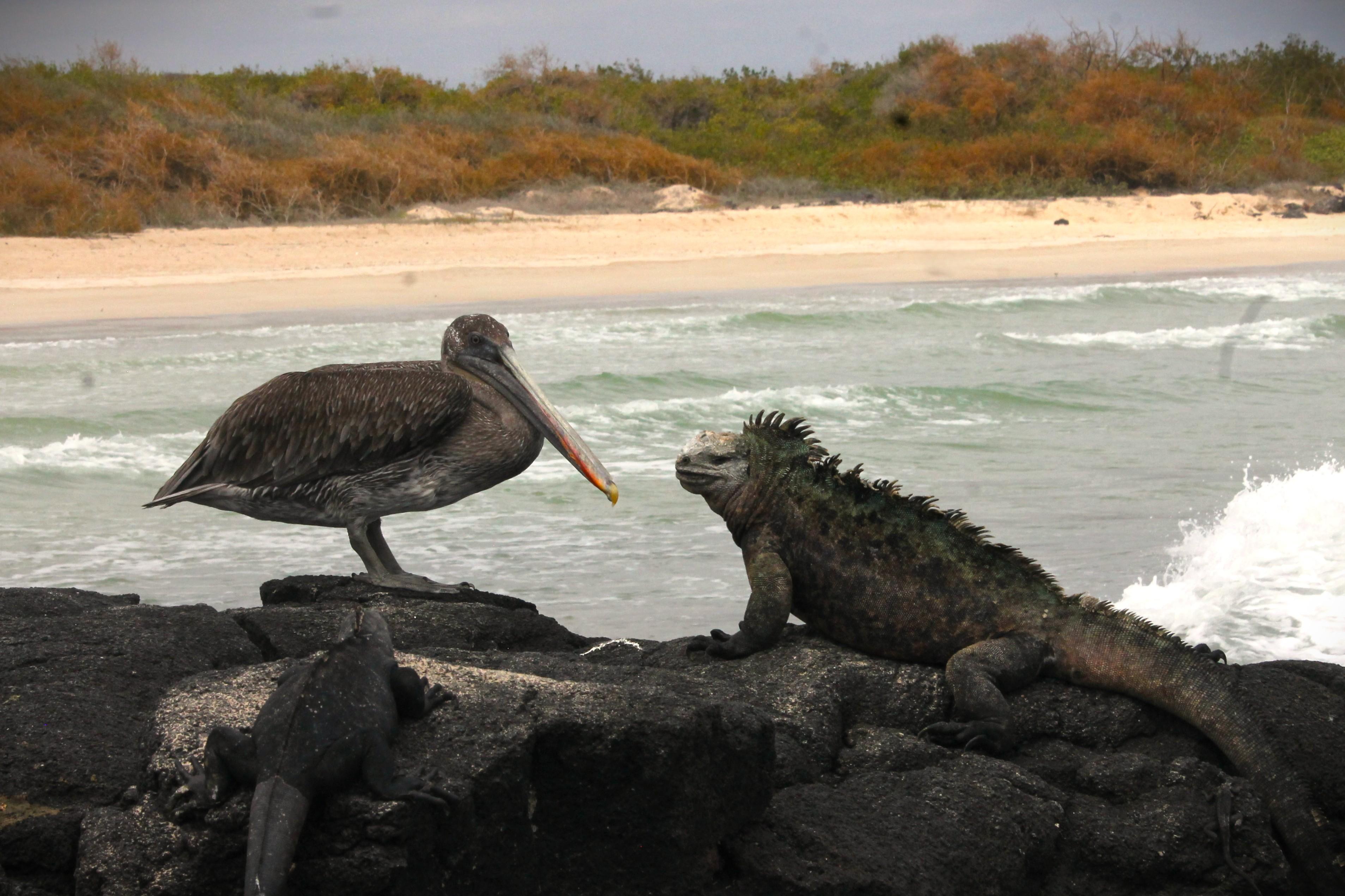 9-Day Galápagos Island-Hopping Adventure