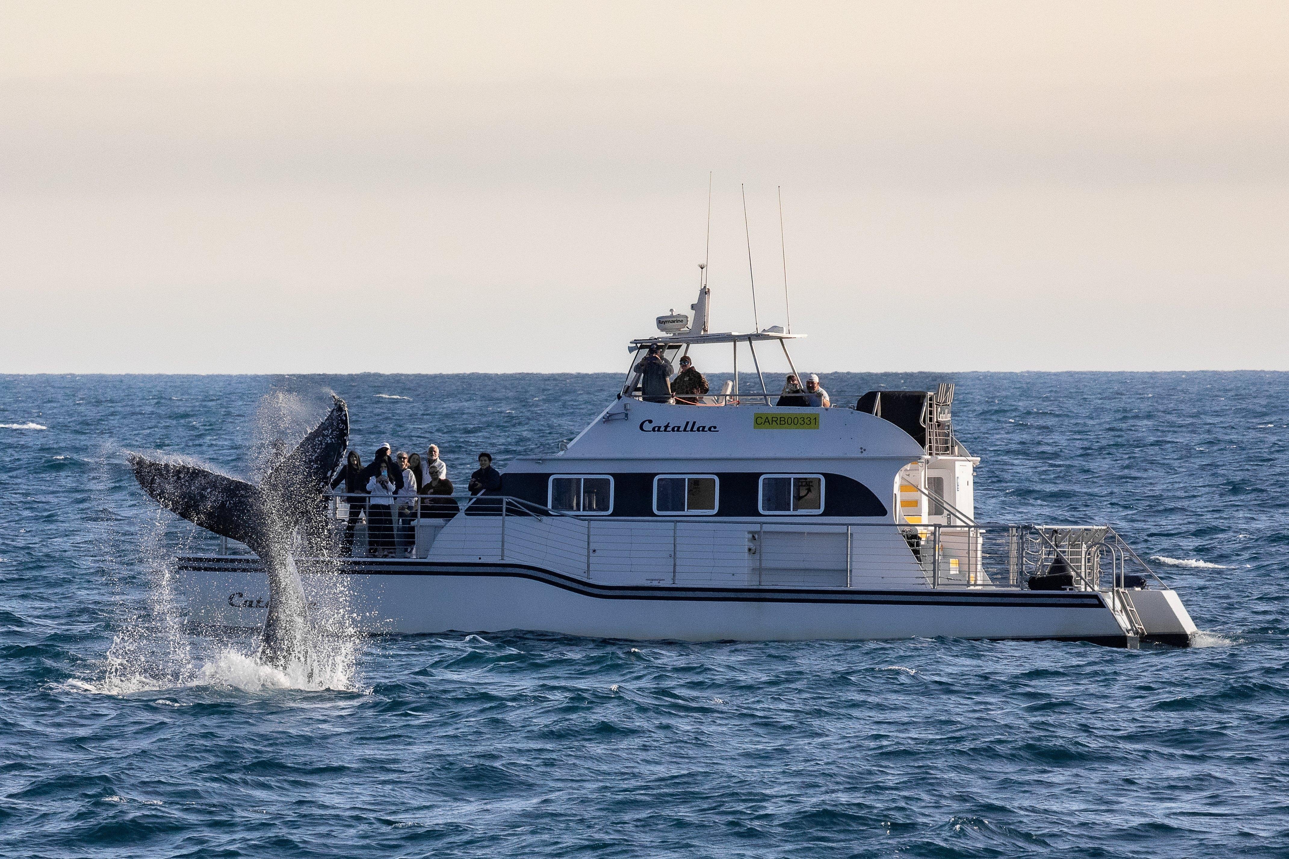 Newport Beach Luxury Whale Watching Catamaran Cruise