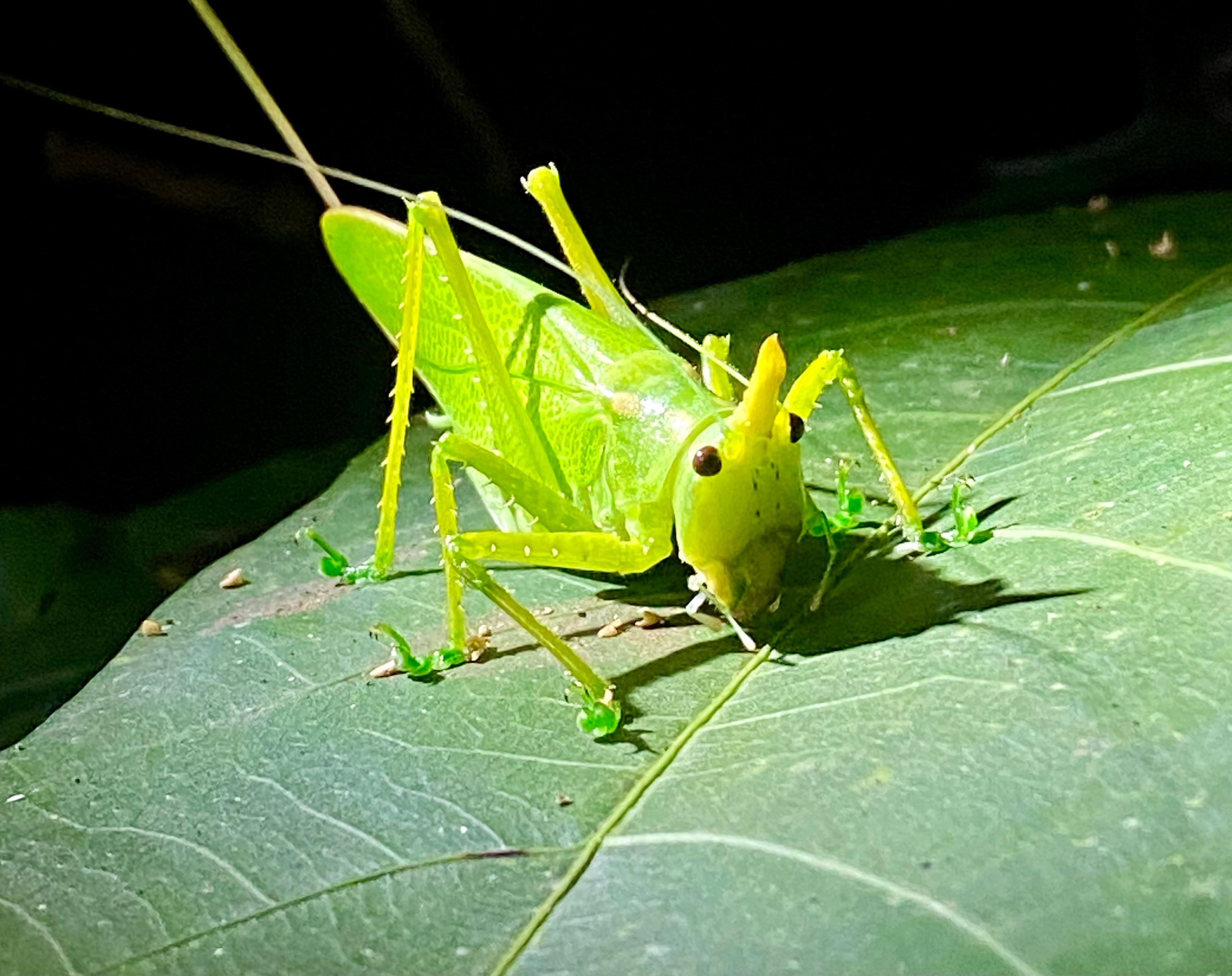 Manuel Antonio Night Wildlife Walk with Expert Naturalist