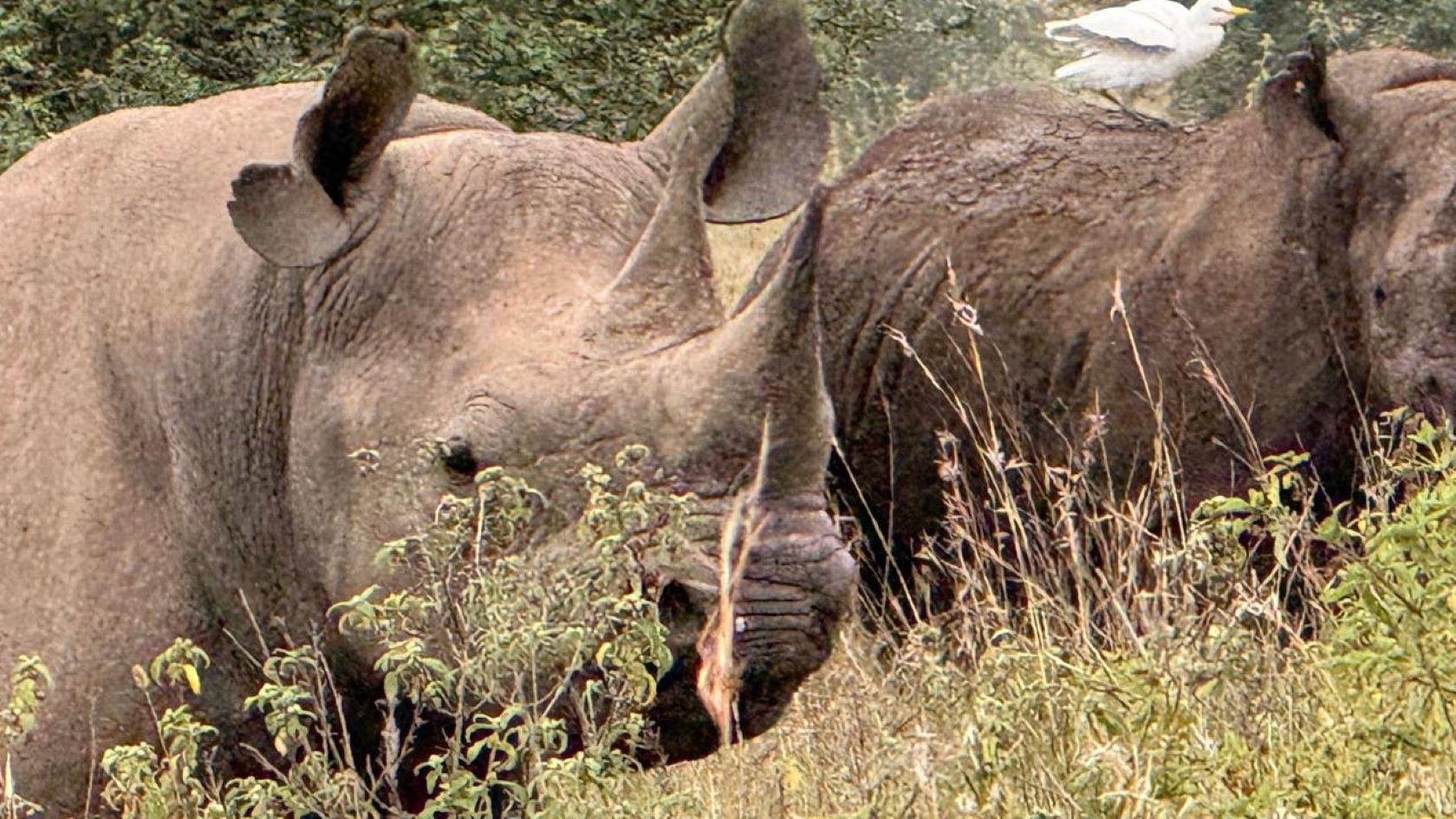 Nairobi Safari: National Park, Elephant Orphanage & Giraffe Center