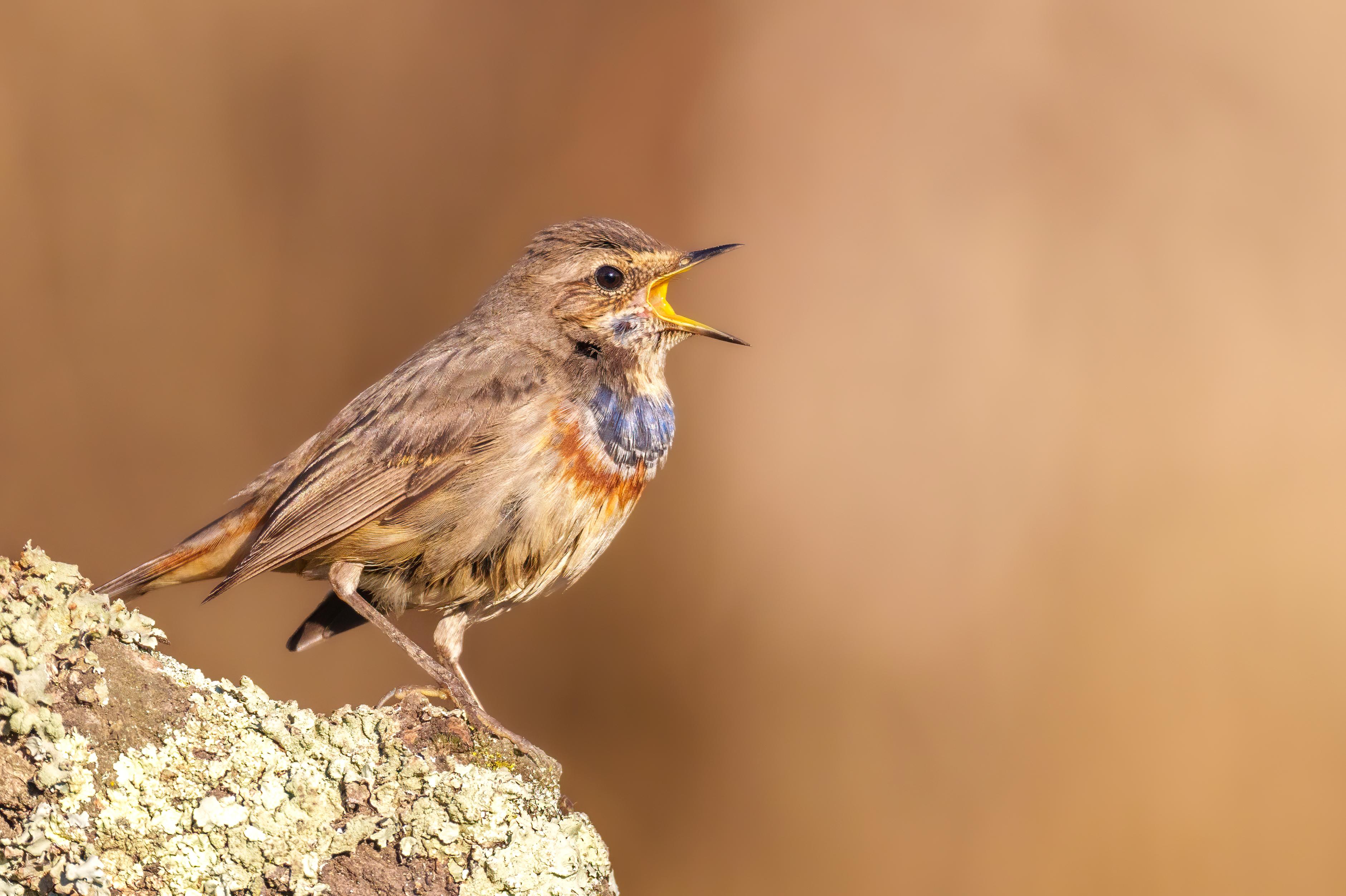 Private Birdwatching Experience in Lisbon