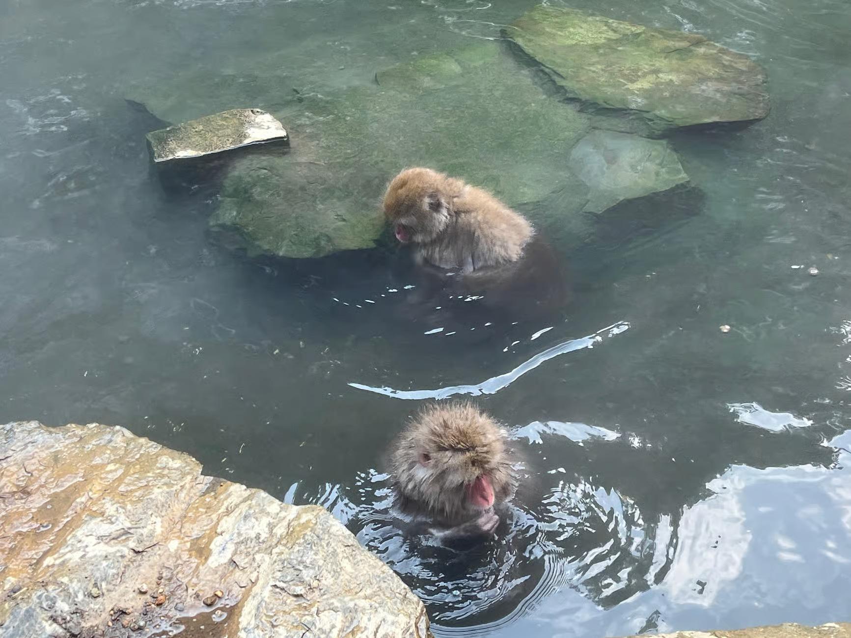 Nagano Snow Monkey Private Day Tour from Tokyo