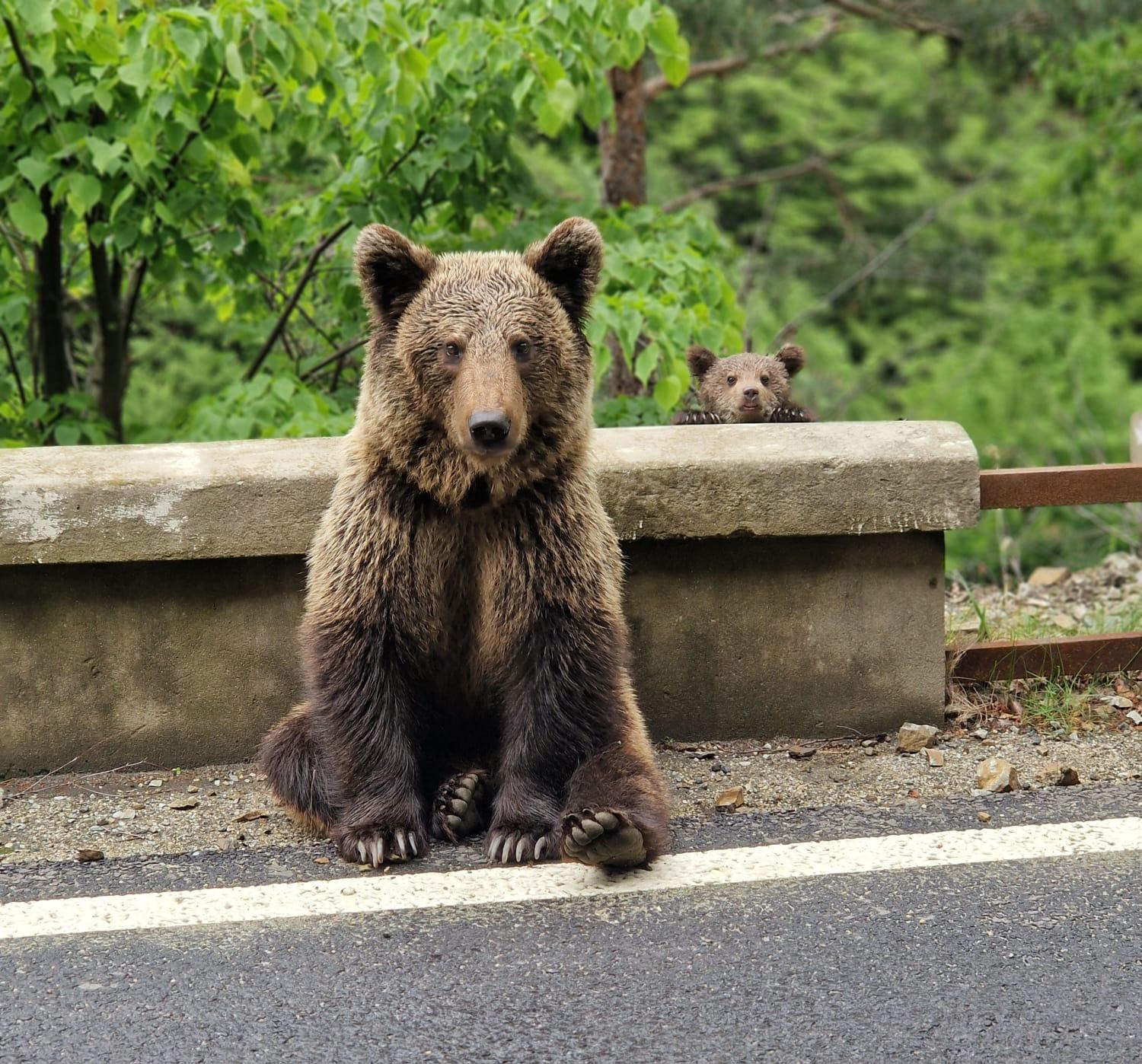 Bucharest to Transfăgărășan & Wild Bears Full-Day Trip