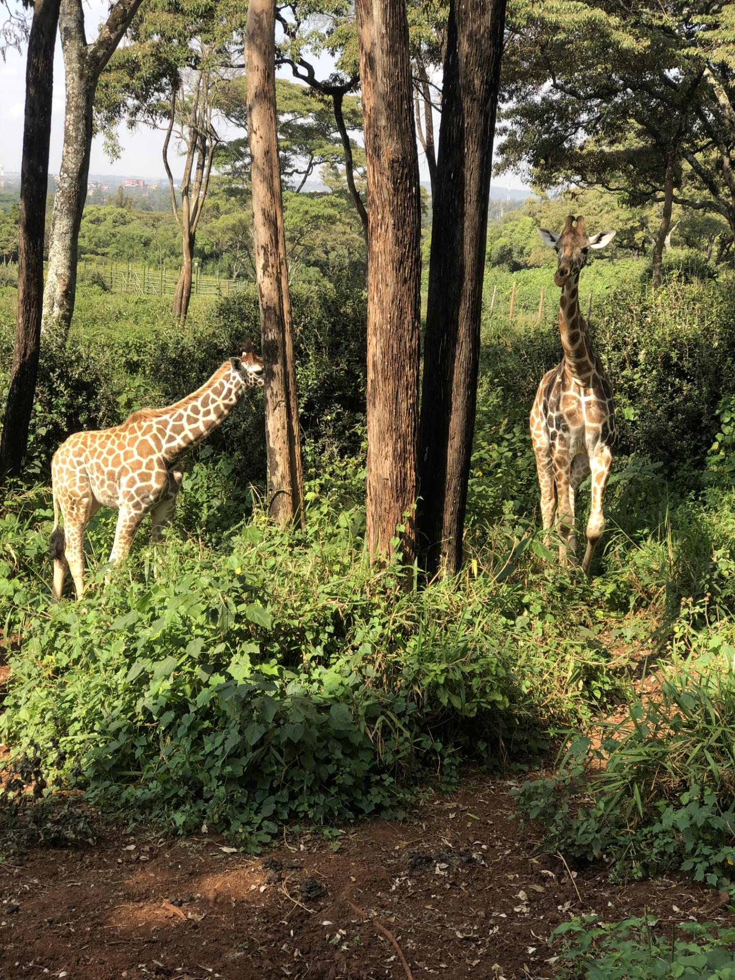 Nairobi Elephant & Giraffe Sanctuary Half-Day Excursion