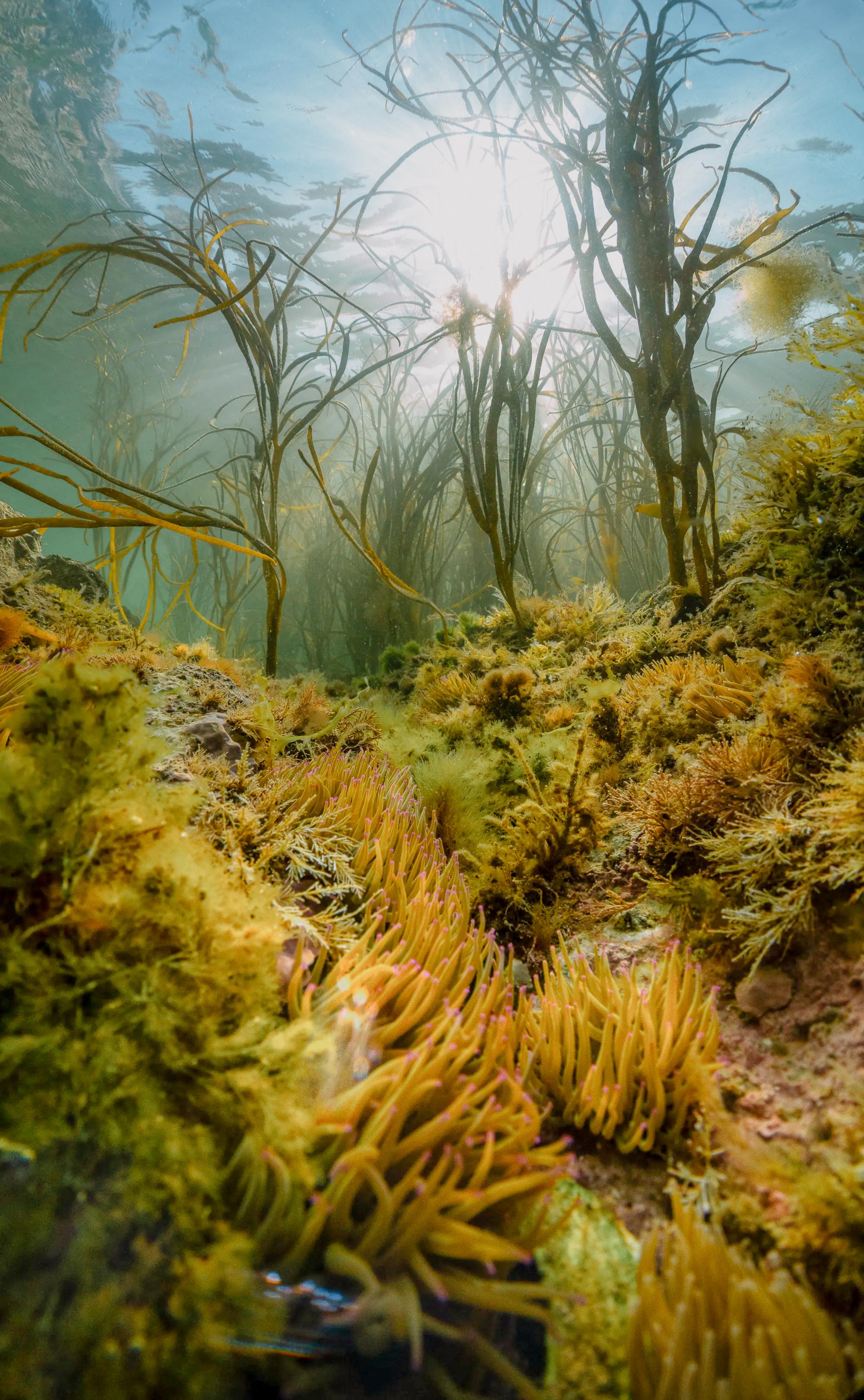 Rockpool Wildlife & Coastal Foraging Walk