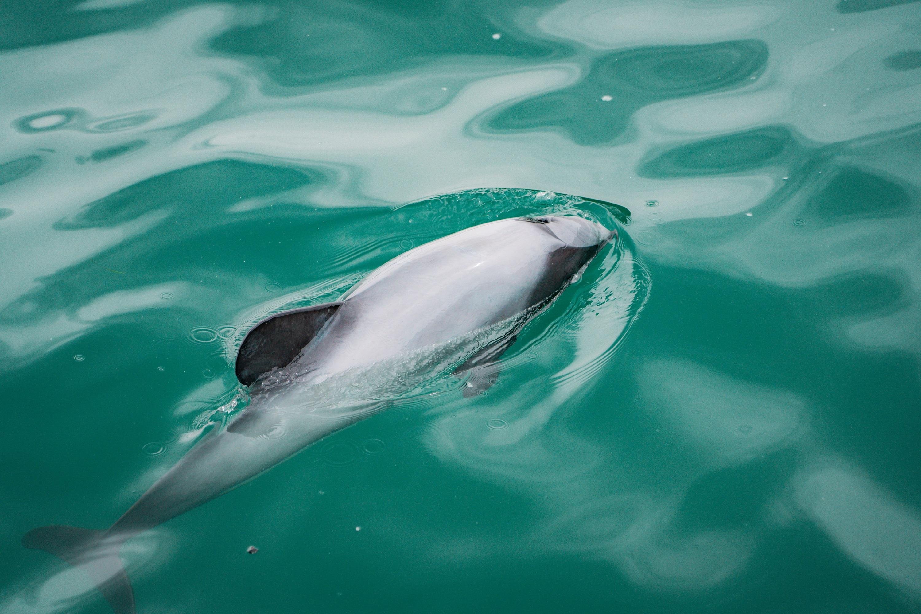 Akaroa Harbour 2-Hour Dolphin Nature Cruise