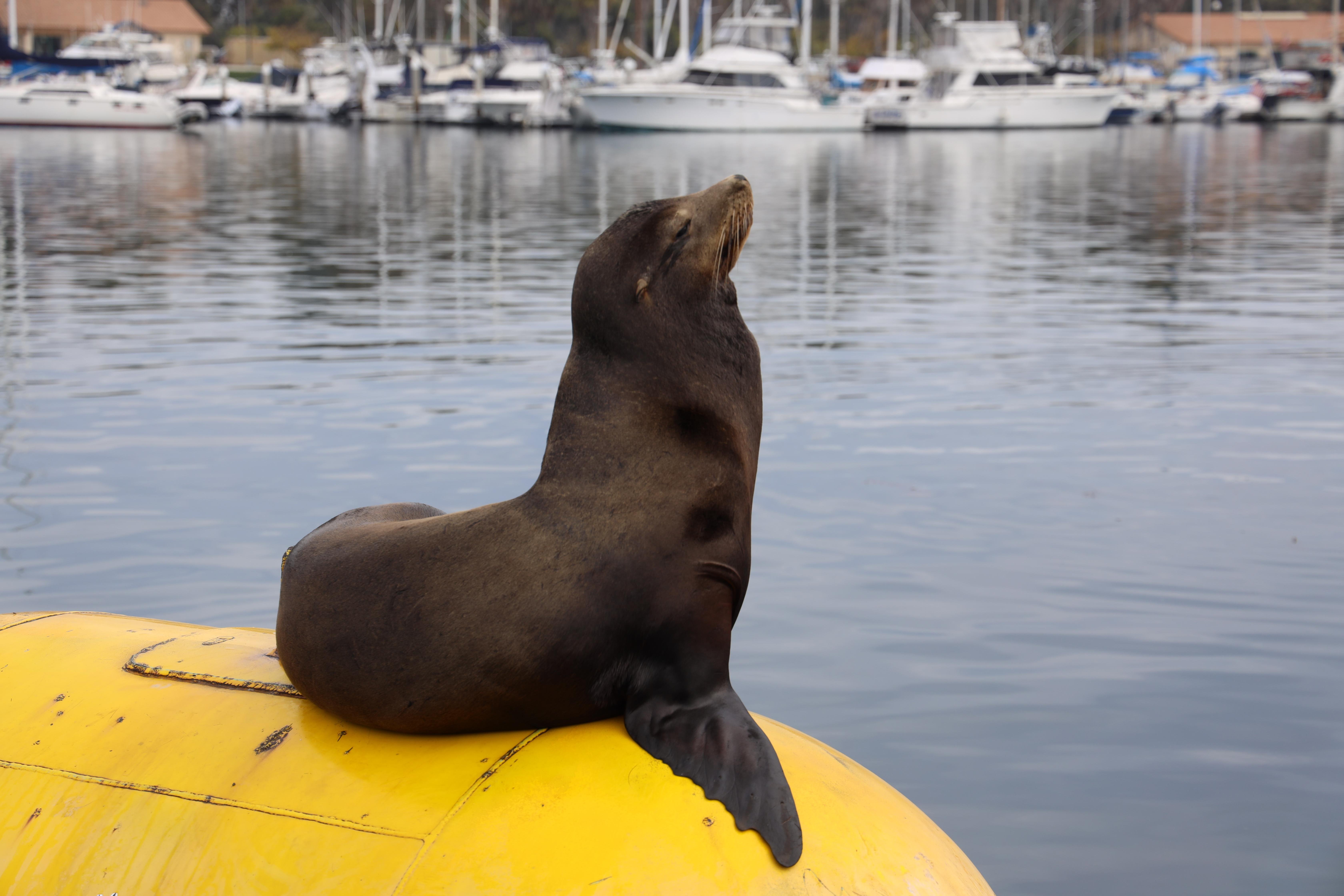 San Diego: 3 Hour Whale Watch Cruise with Legacy Whale Watch