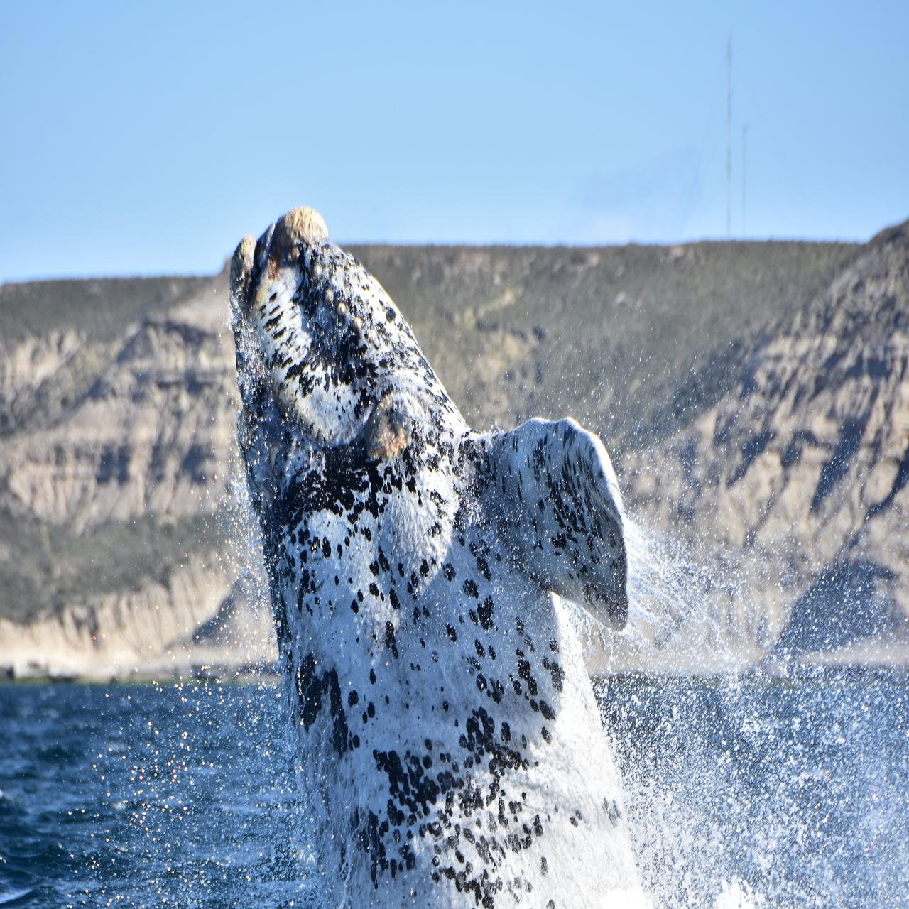 El Doradillo Coastal Whale Watching Experience