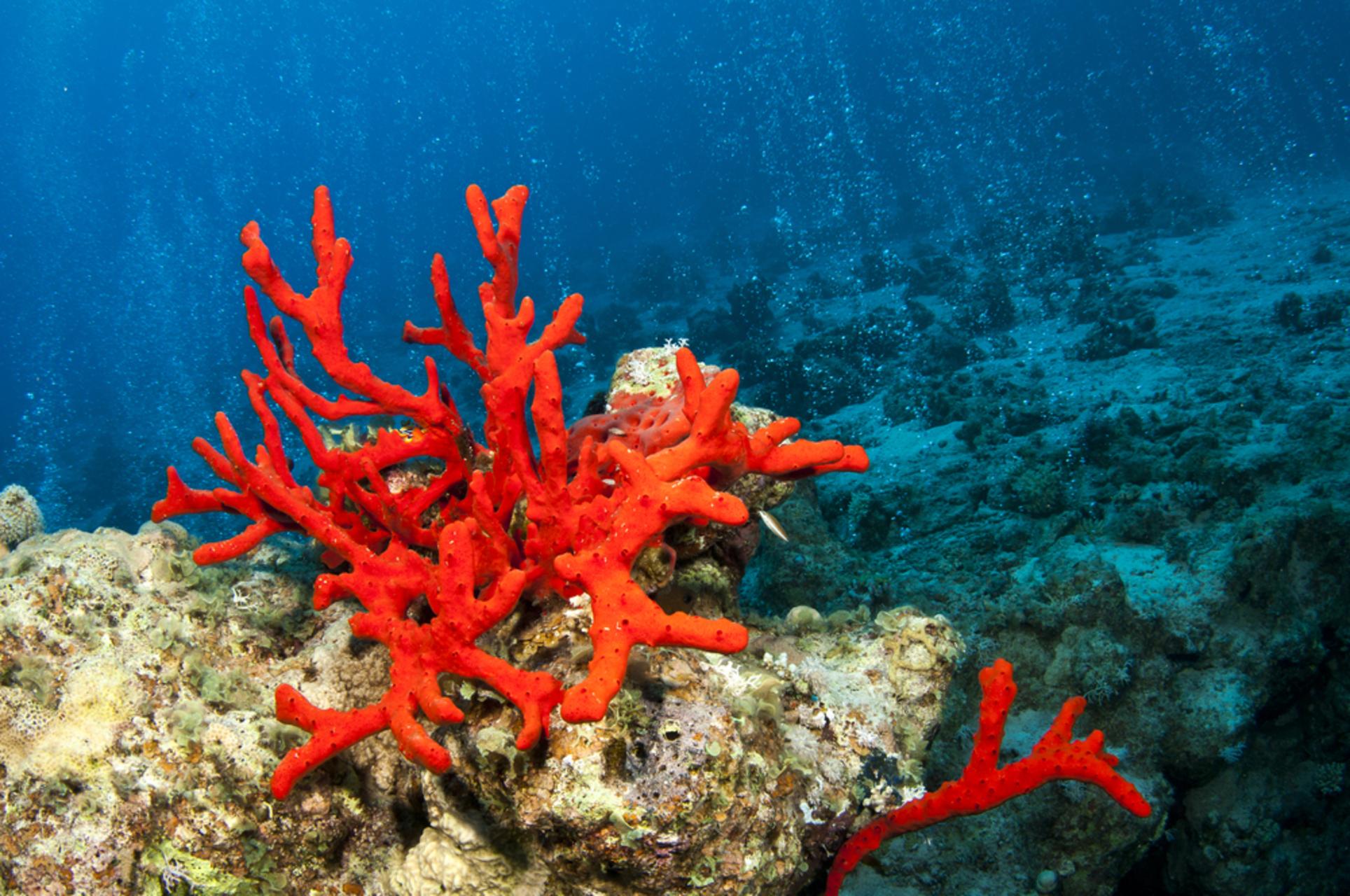Taormina & Isola Bella Boat Excursion with Snorkeling