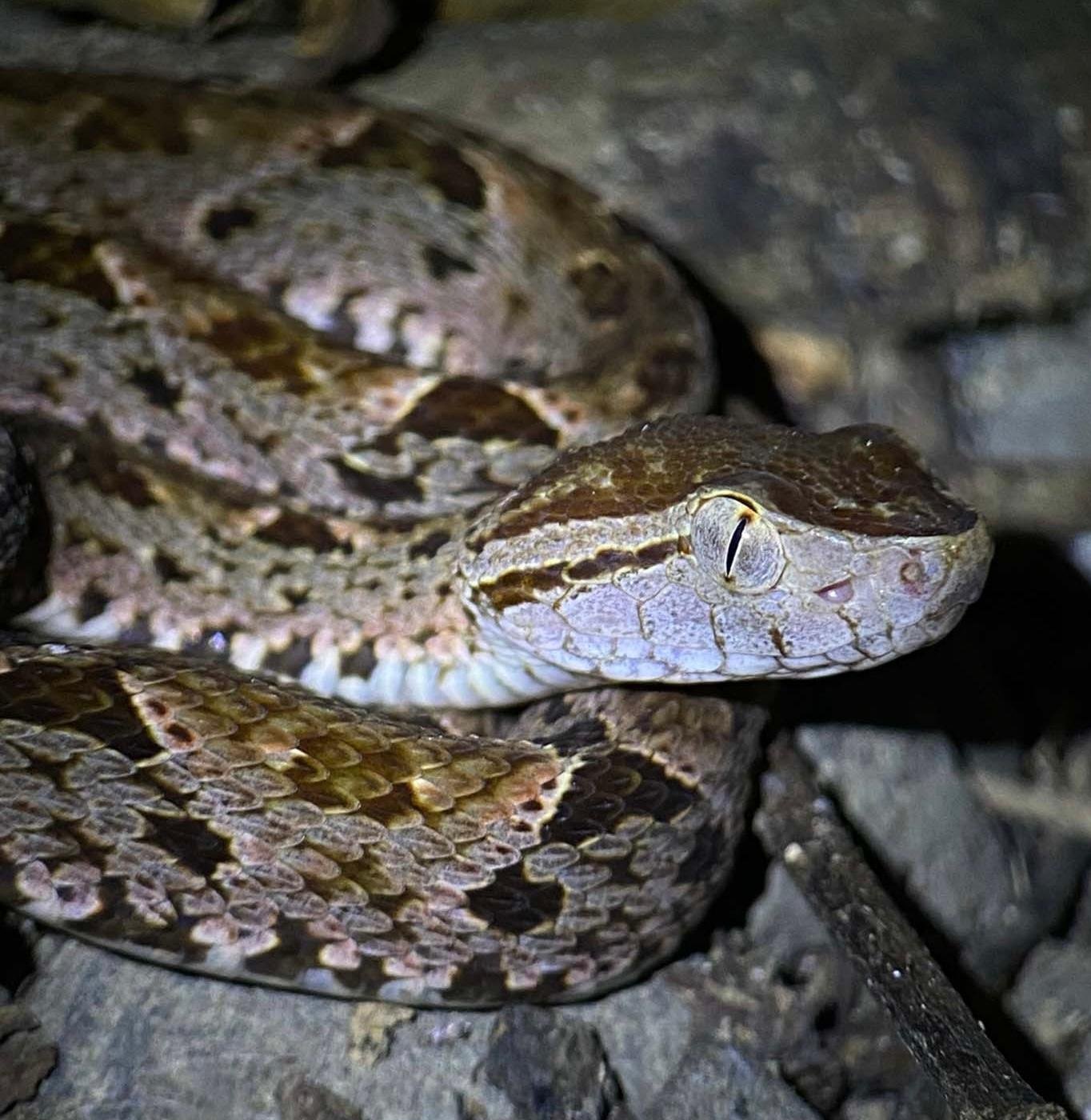Manuel Antonio Night Wildlife Walk with Expert Naturalist