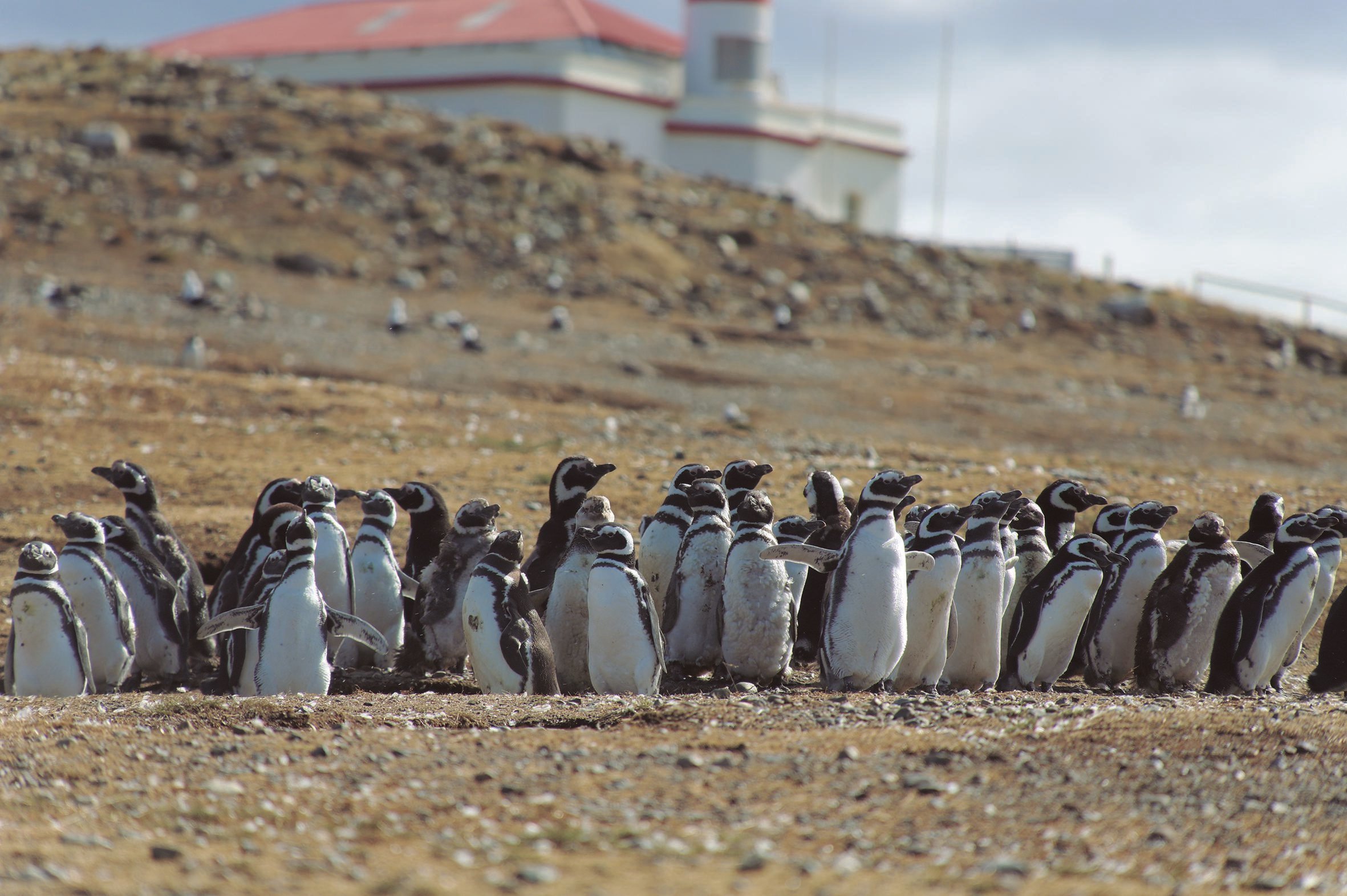 Magdalena Island Penguin Cruise – Private Group Adventure
