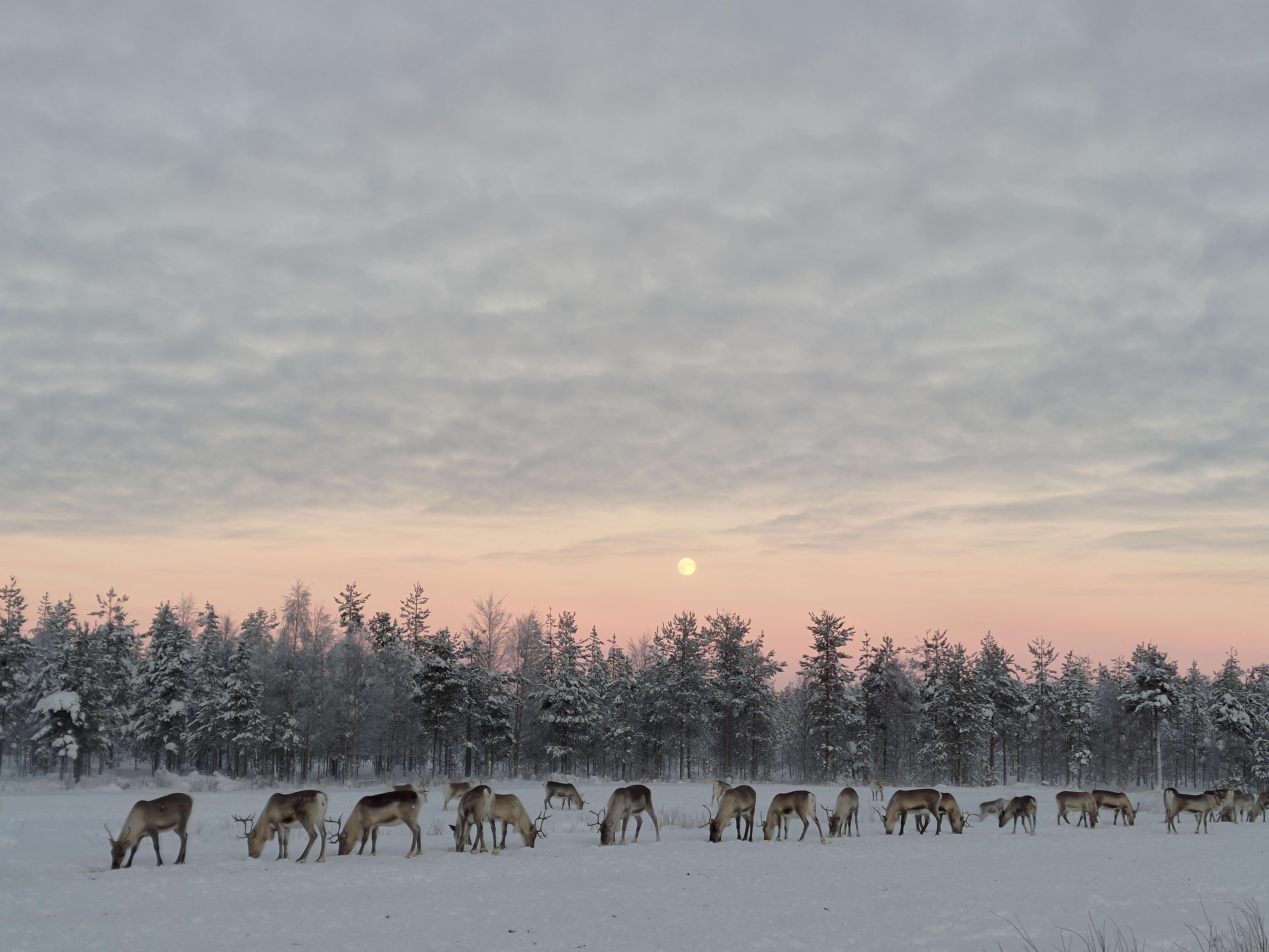 Rovaniemi Reindeer Farm: Herd Encounter & Lapland Culture
