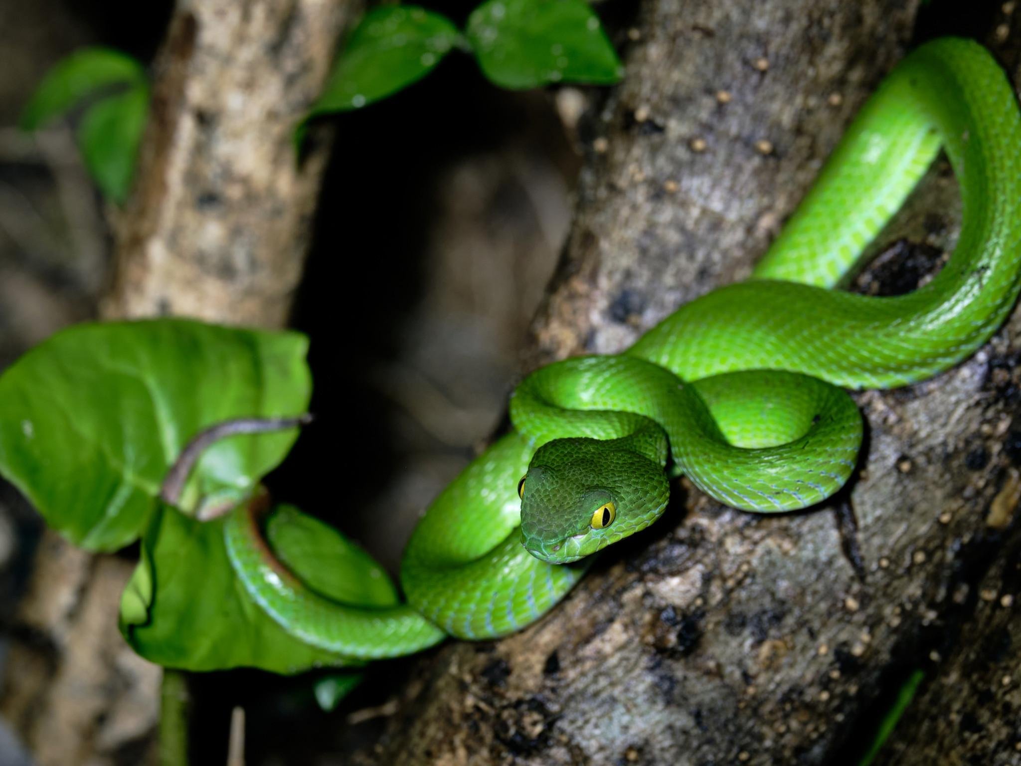 Khao Sok National Park Night Safari with Hotel Transfer