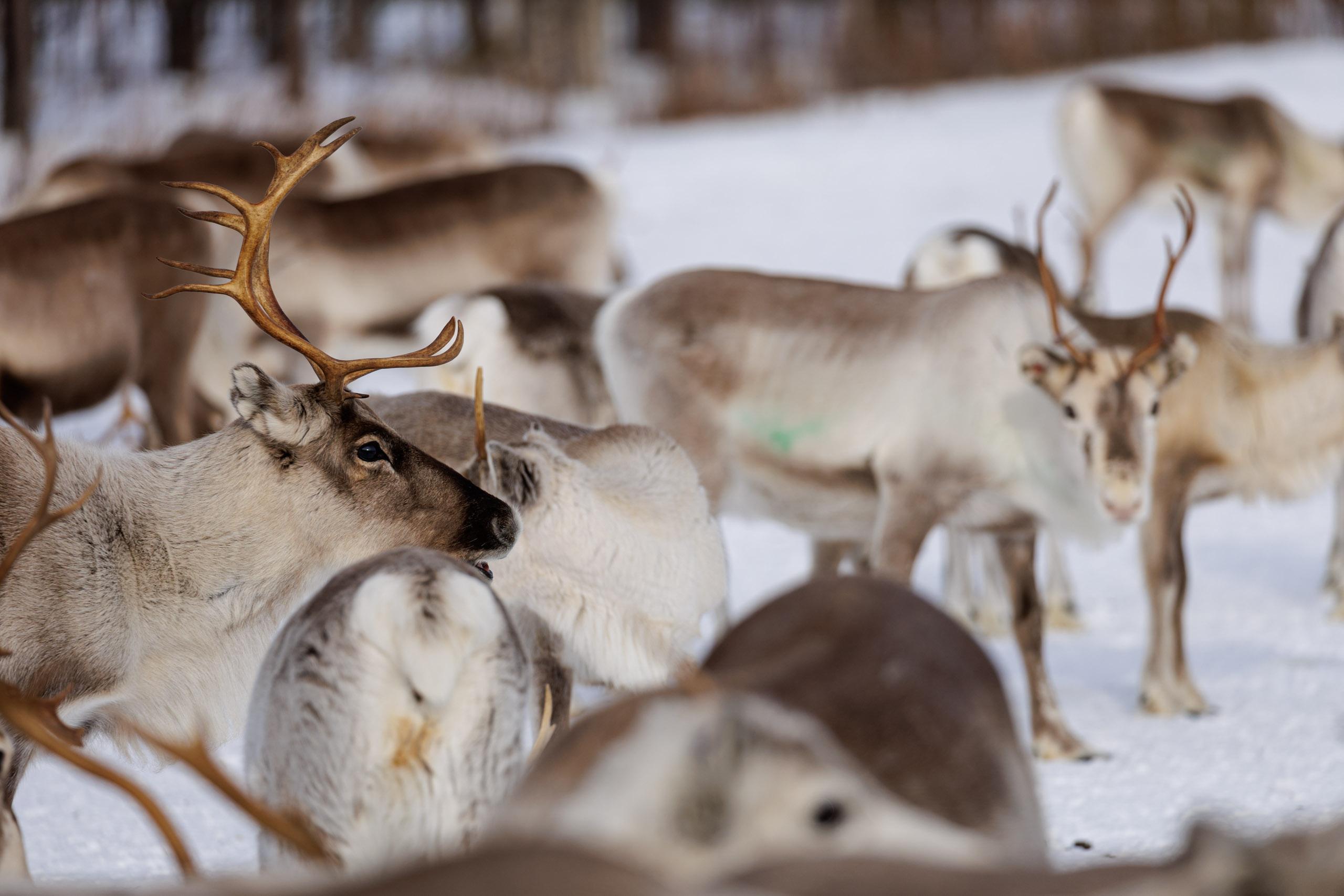 Rovaniemi Reindeer Farm: Herd Encounter & Lapland Culture