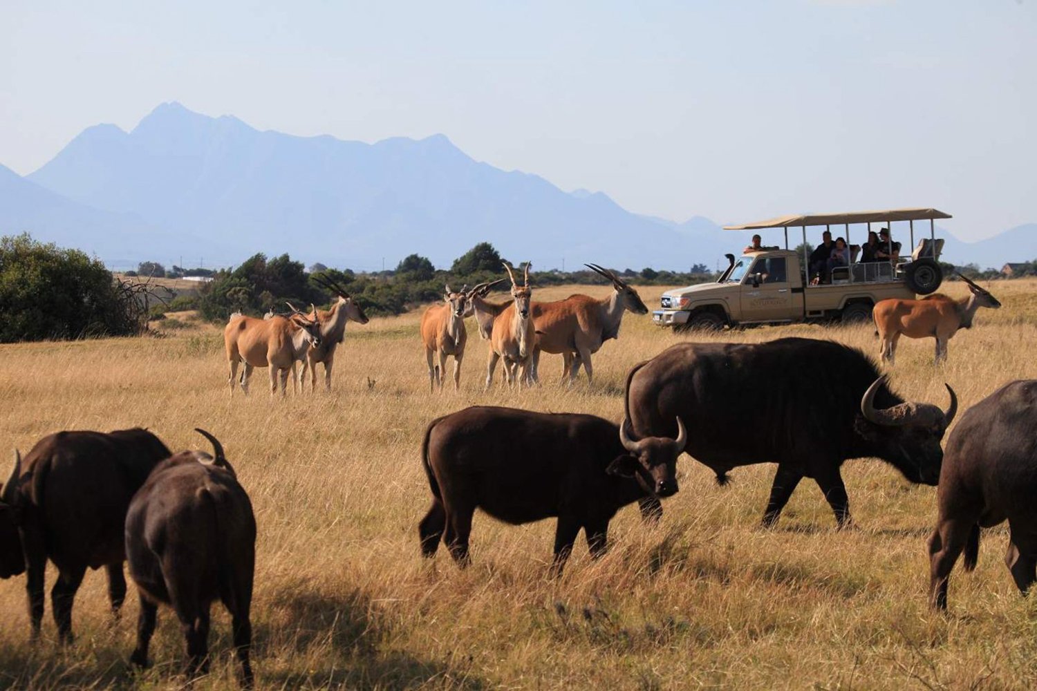 Cape Town to Garden Route: 2-Day Big Five Safari Adventure
