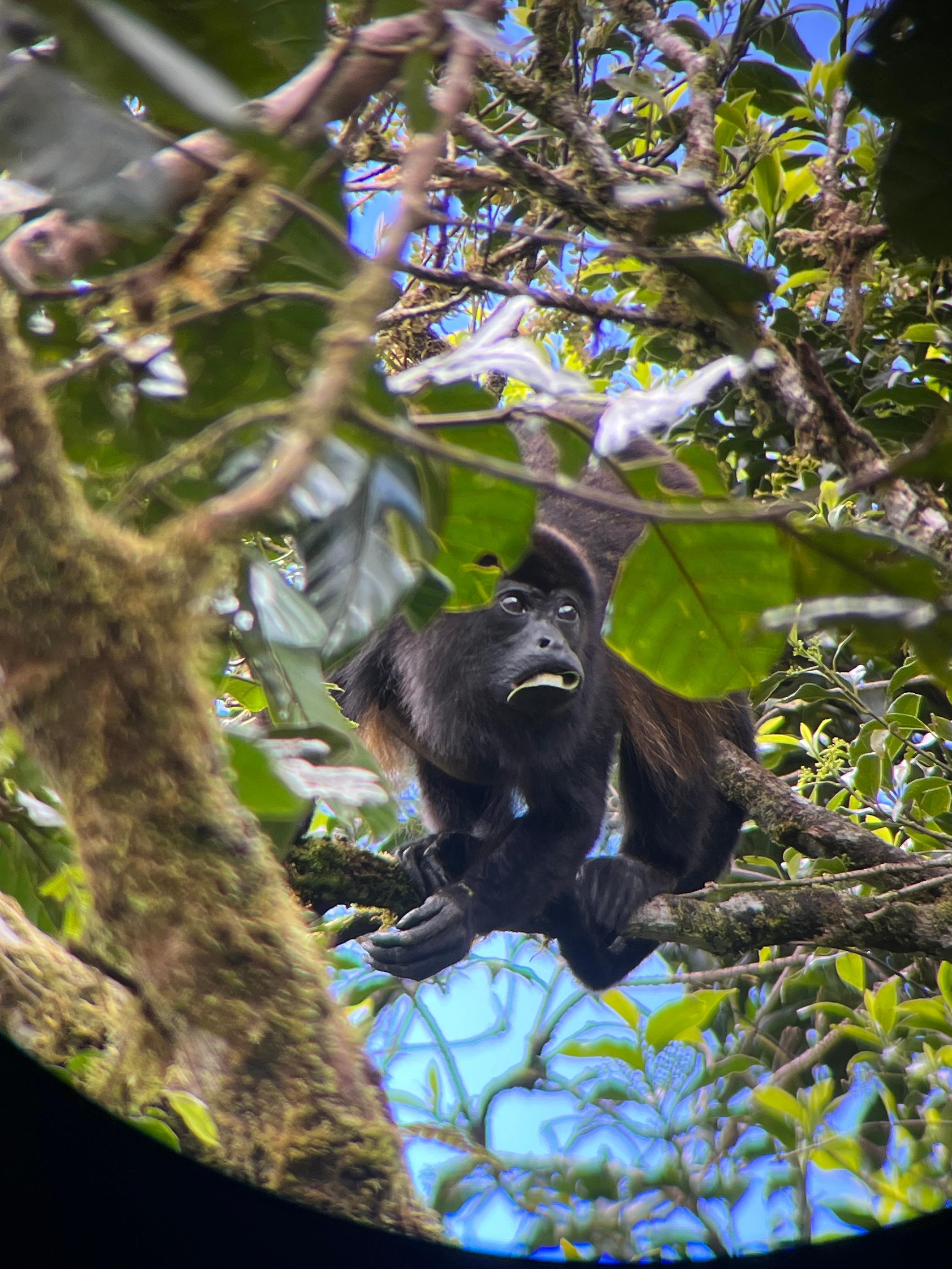 Monteverde Cloud Forest Small-Group Guided Hike