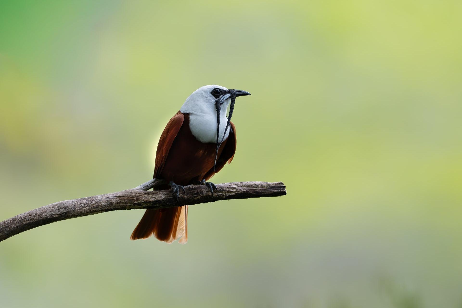 Monteverde Cloud Forest Guided Walk with Reserve Entry