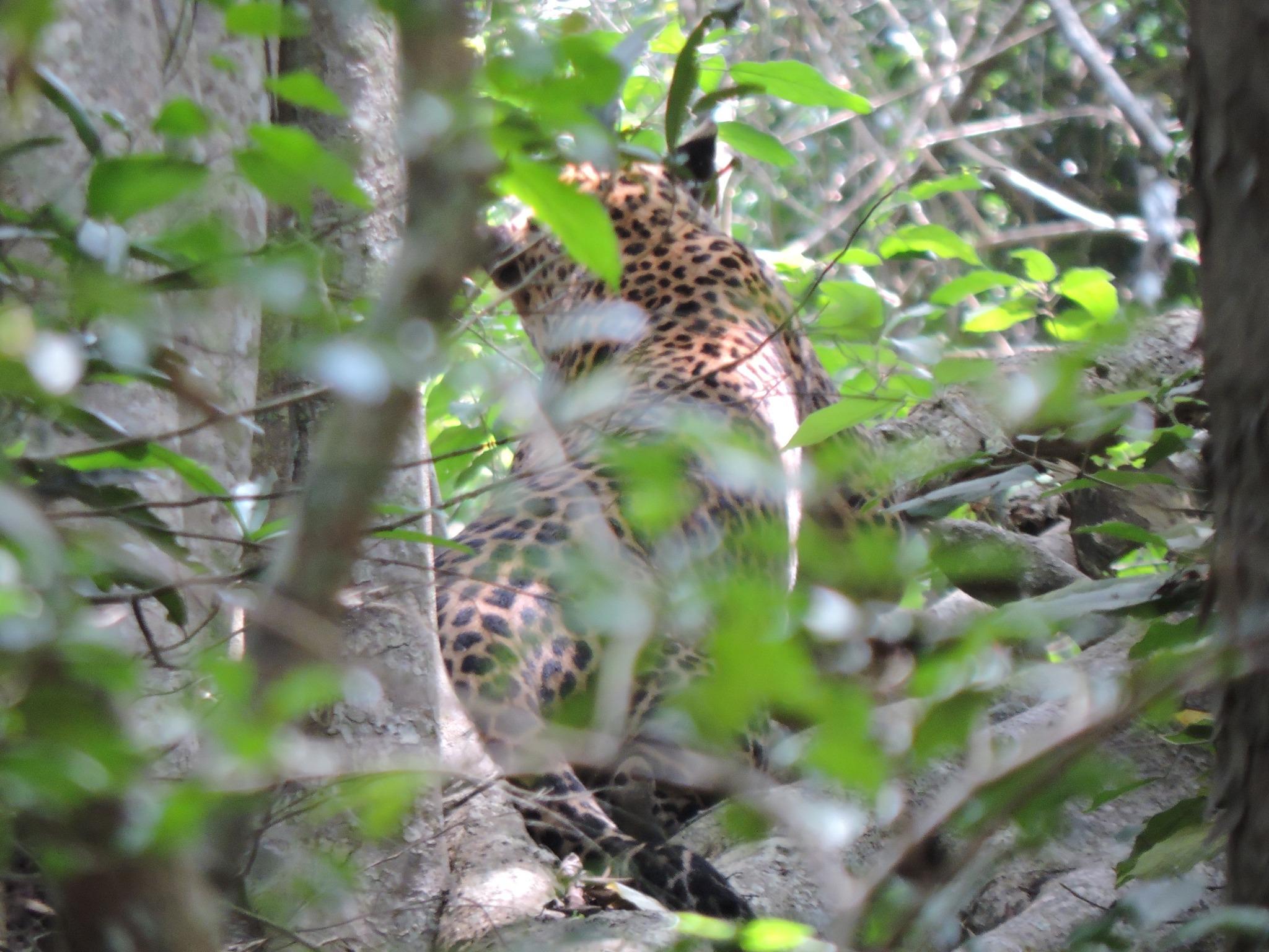Full-Day Wilpattu National Park Leopard Safari from Anuradhapura
