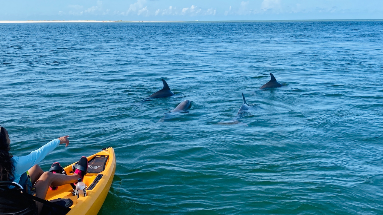 Marco Island Mangrove Kayak & Paddleboard Adventure