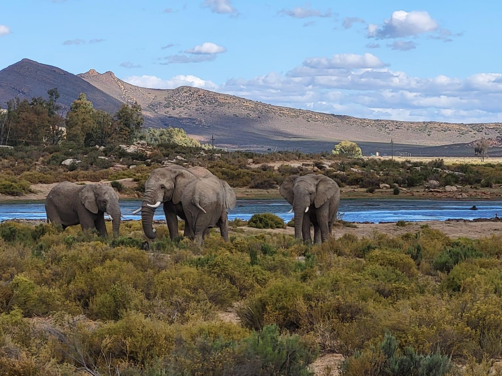 Cape Town Big Five Sunset Safari with Buffet & Hotel Transfers