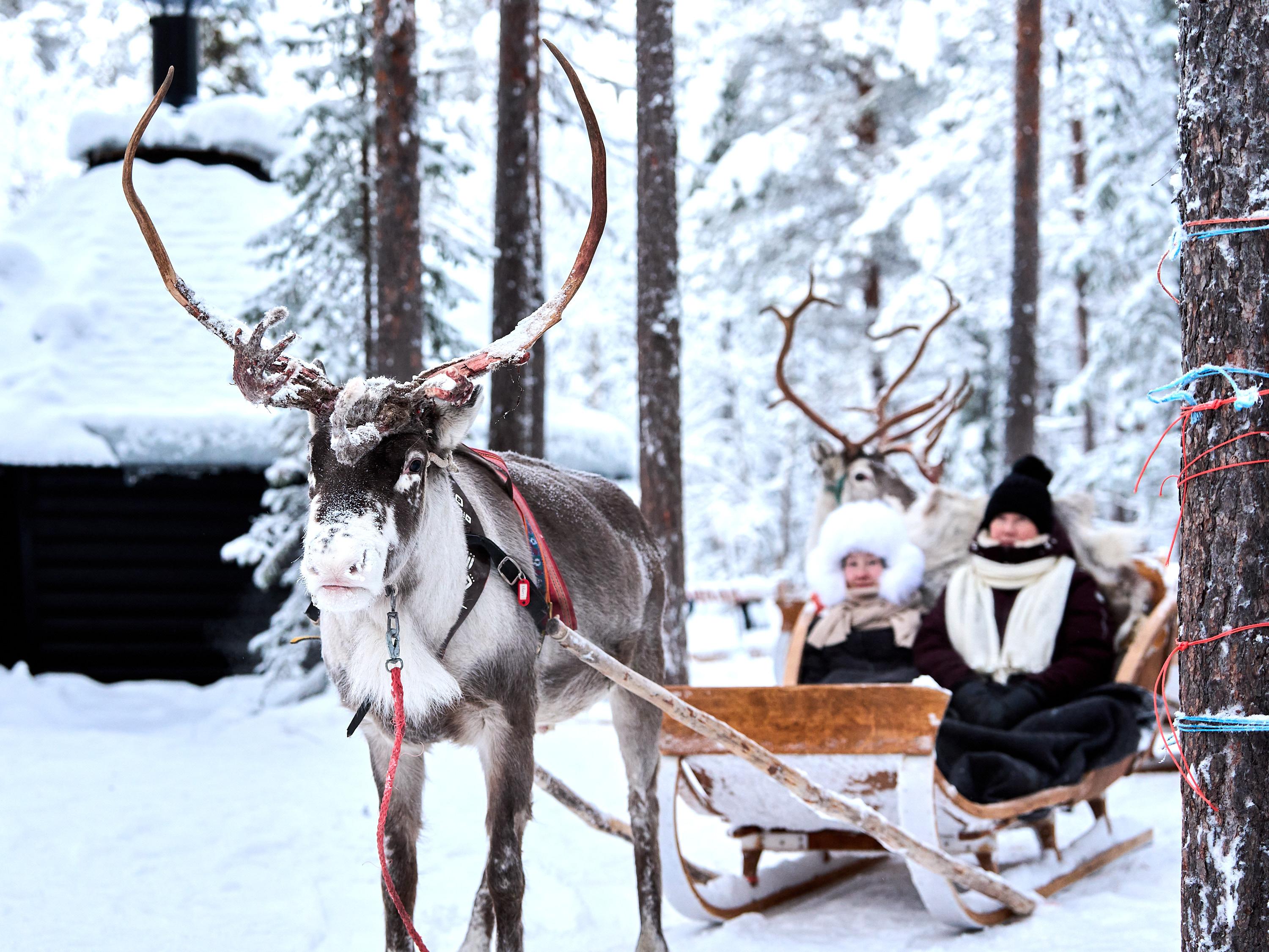 Reindeer Sleigh Ride Through Levi Forest