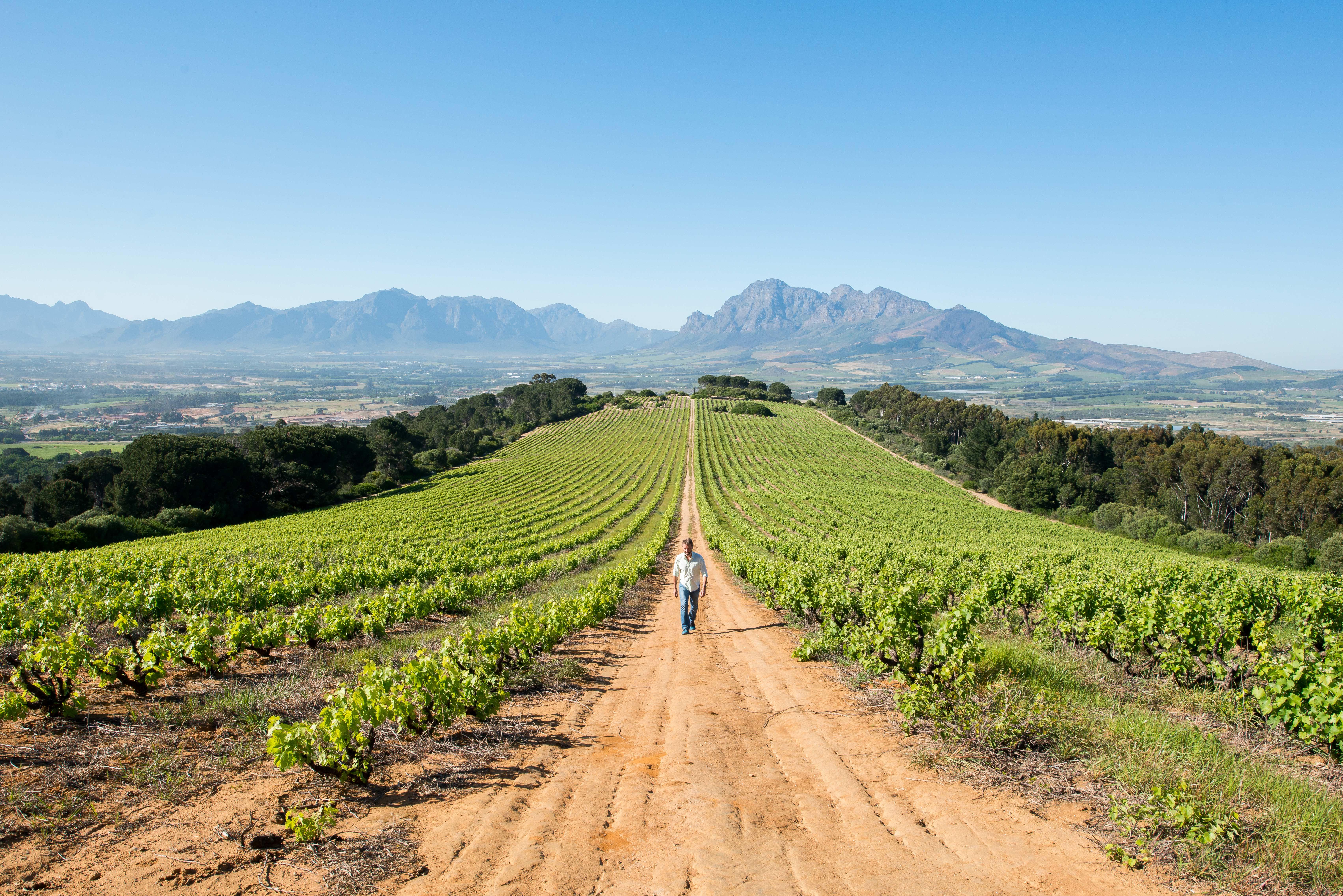 Cape Town Winelands Full-Day Tour: Tastings, Lunch & Cellar Visits